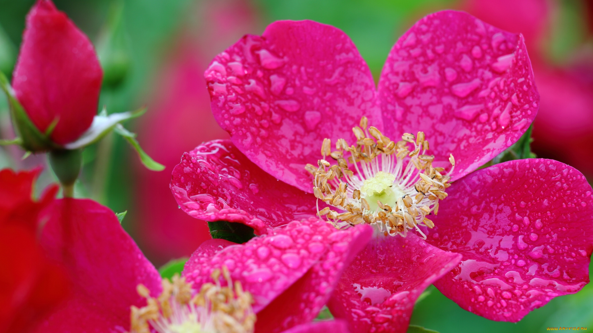 цветы, розы, макро, бутон, лепестки, капли