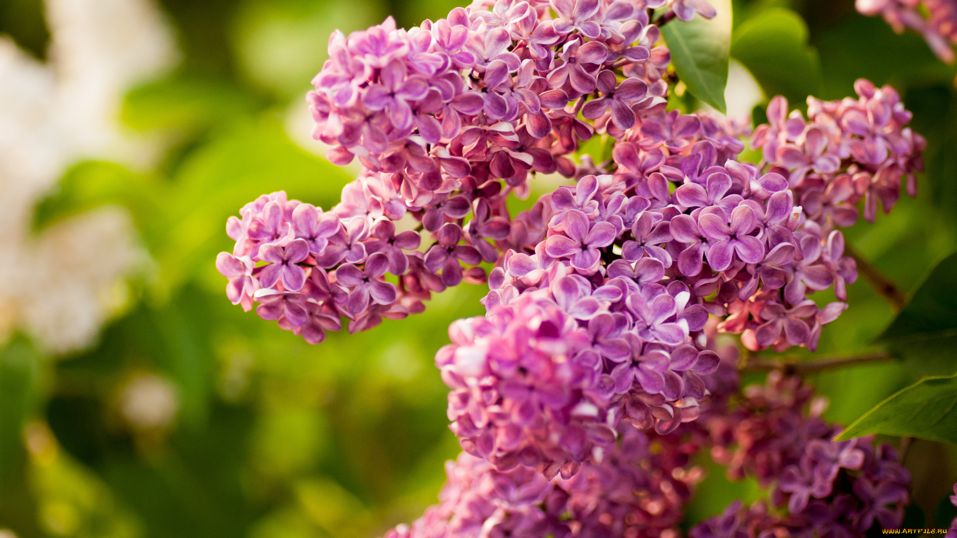 цветы, сирень, соцветия