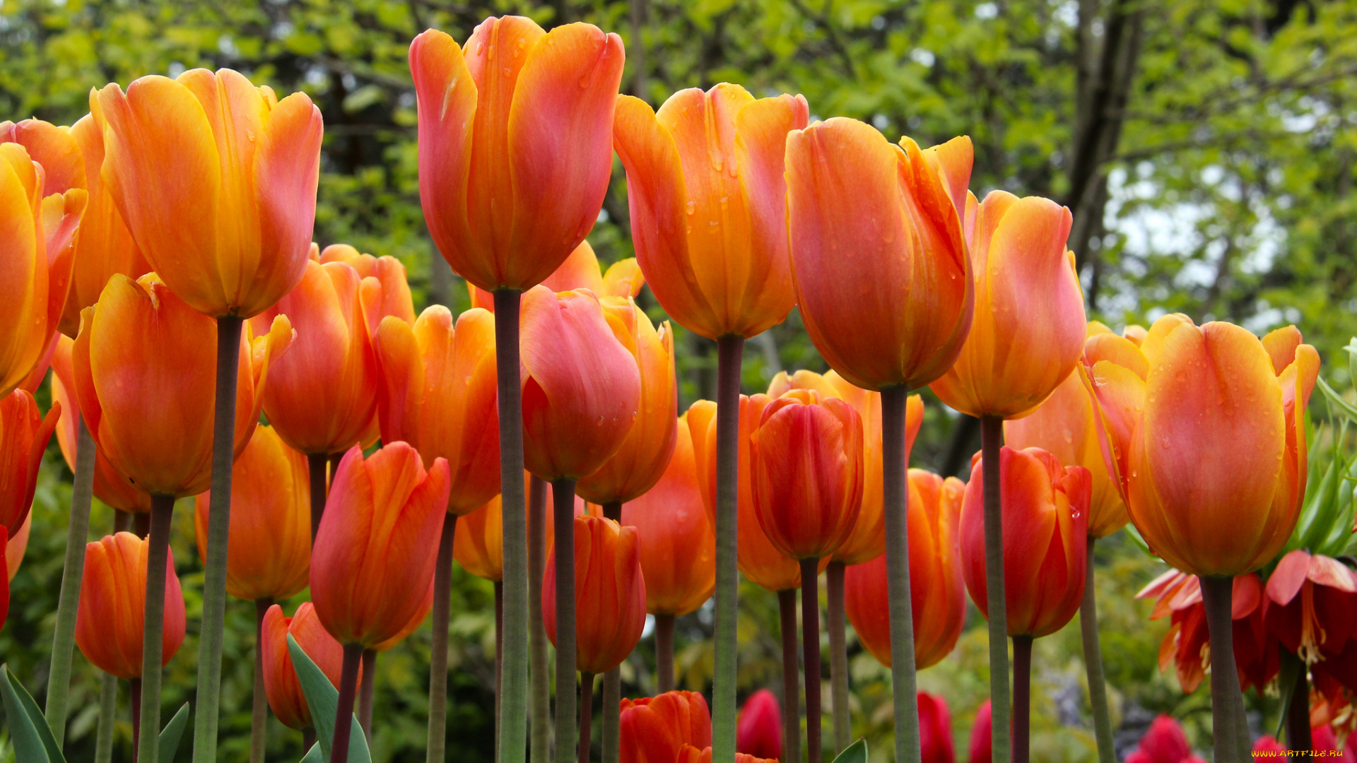 цветы, тюльпаны, бутоны