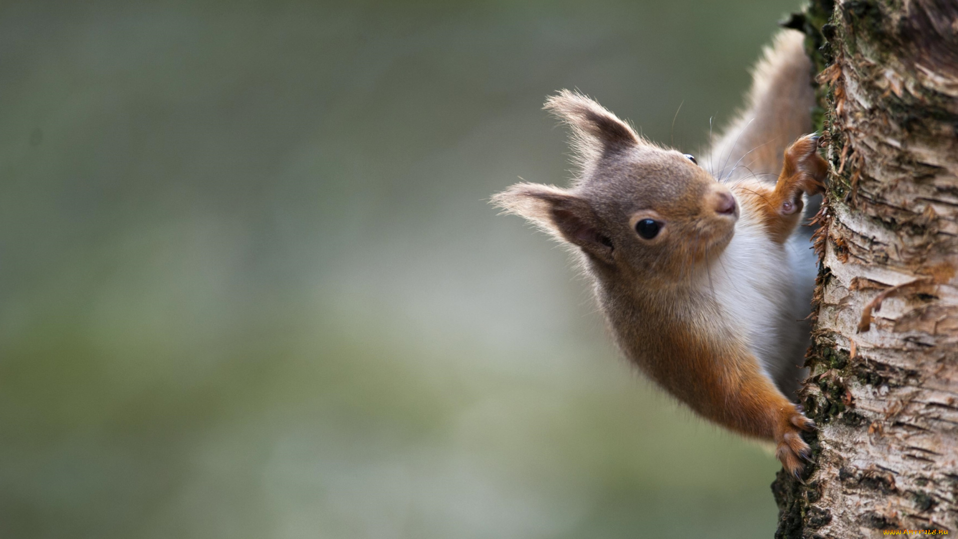 животные, белки, ствол, зверек
