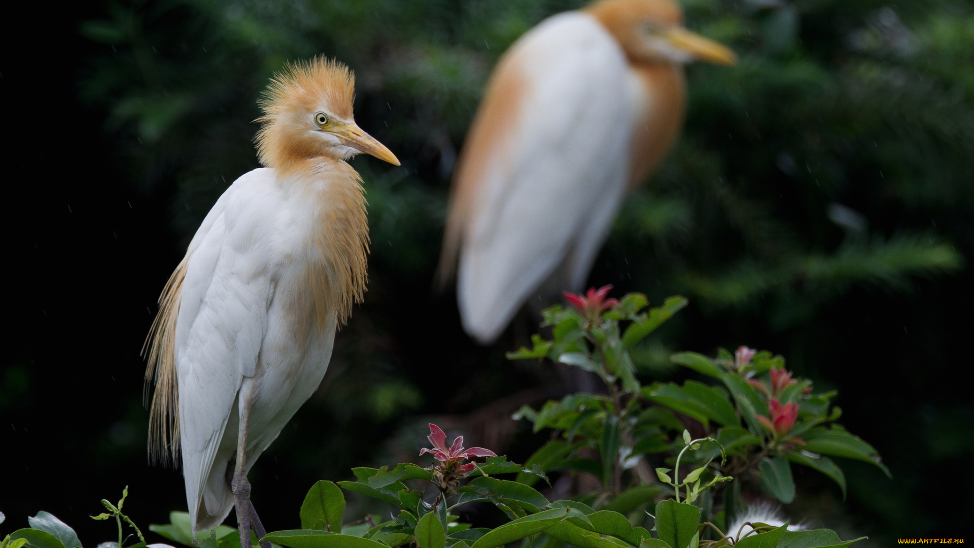 животные, цапли, хохолок