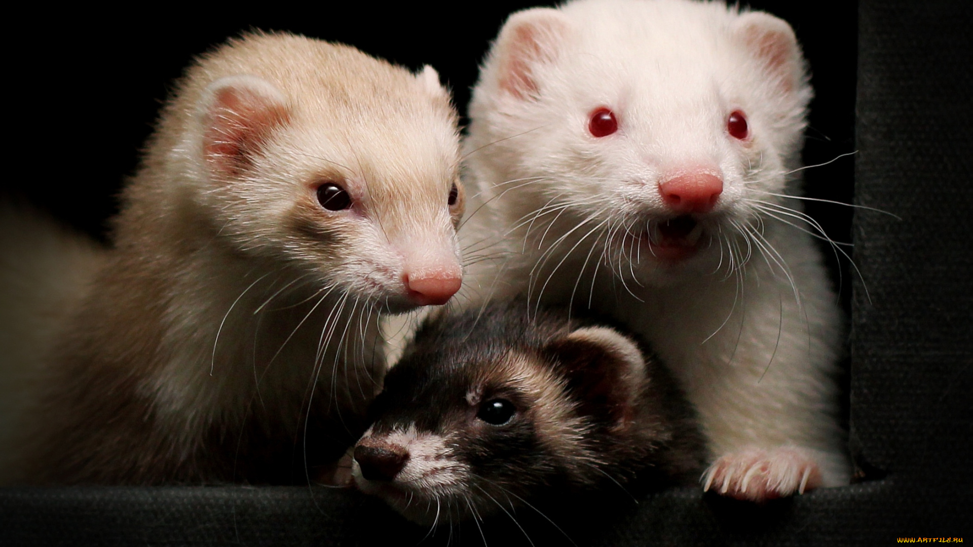 животные, хорьки, ласки, соболи, горностаи, куницы, мордочки