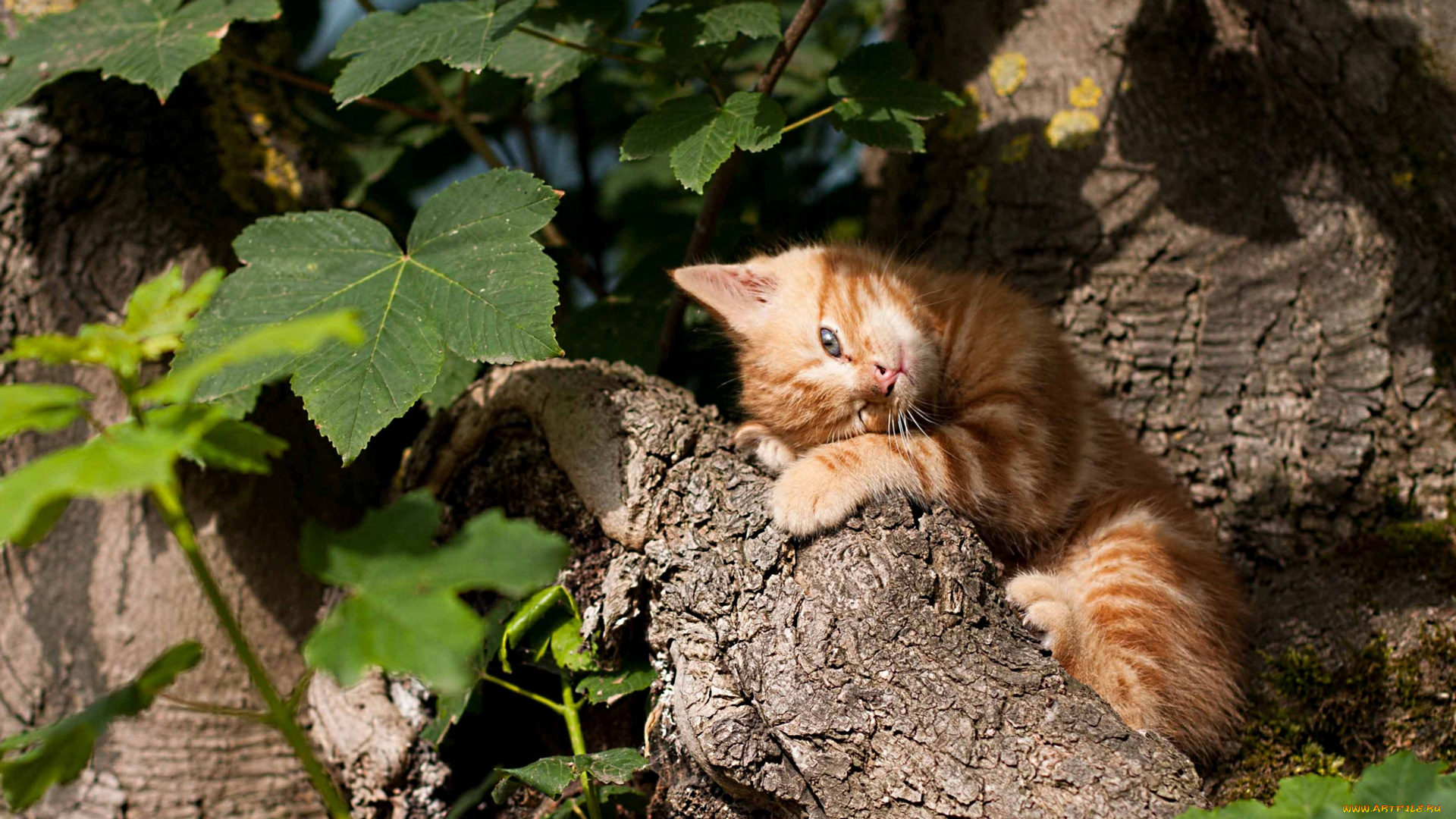 животные, коты, рыжик