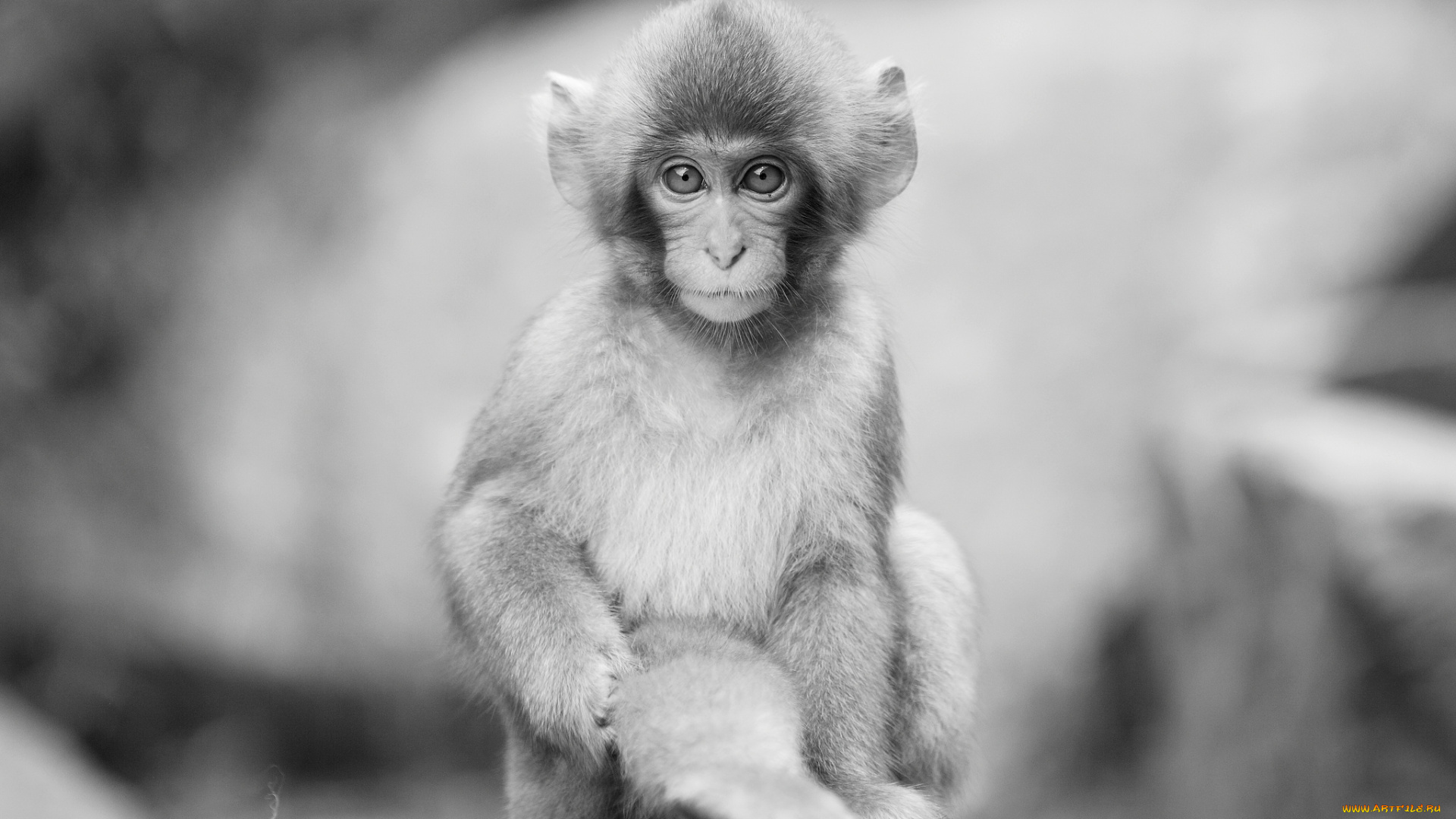 животные, обезьяны, мартышка