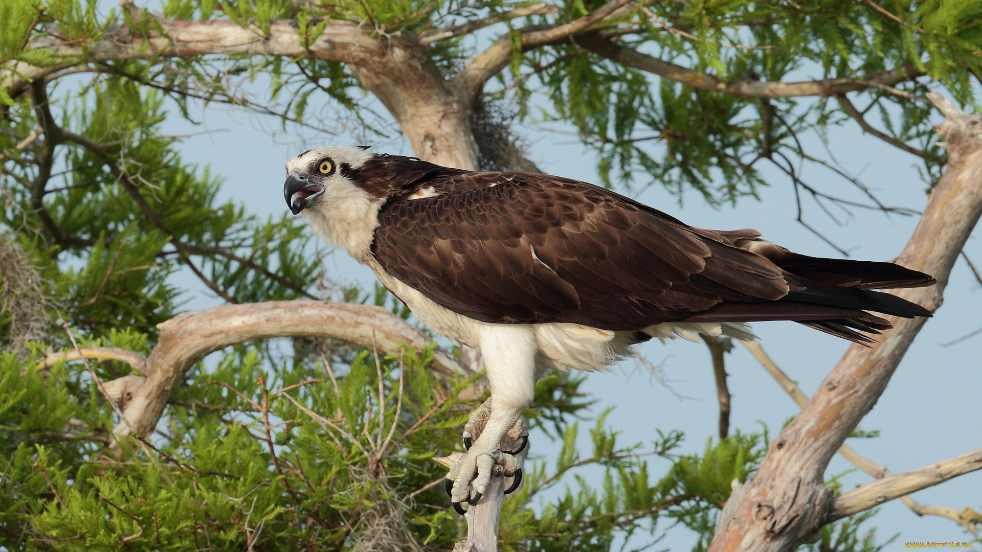 животные, птицы, хищники, скопа, дерево