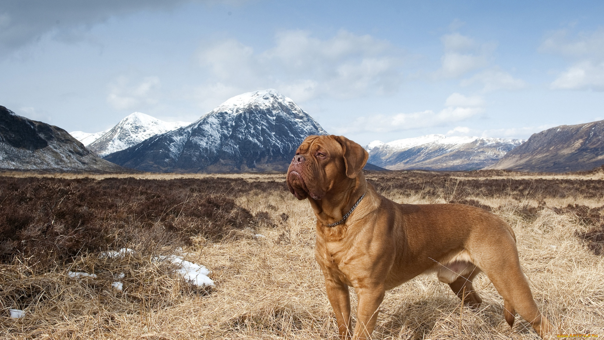животные, собаки, бордоский, дог