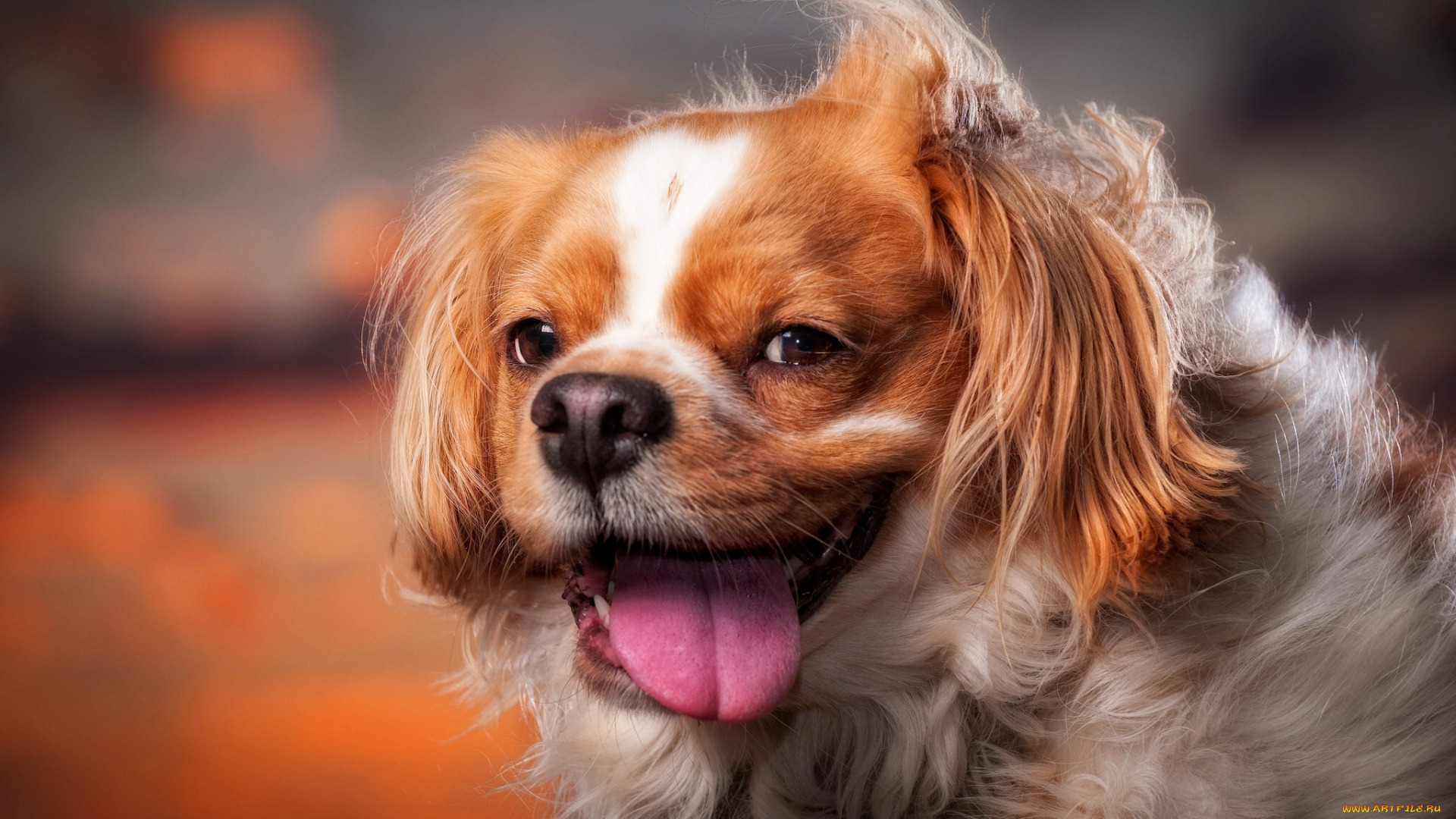 животные, собаки, язык, настроение
