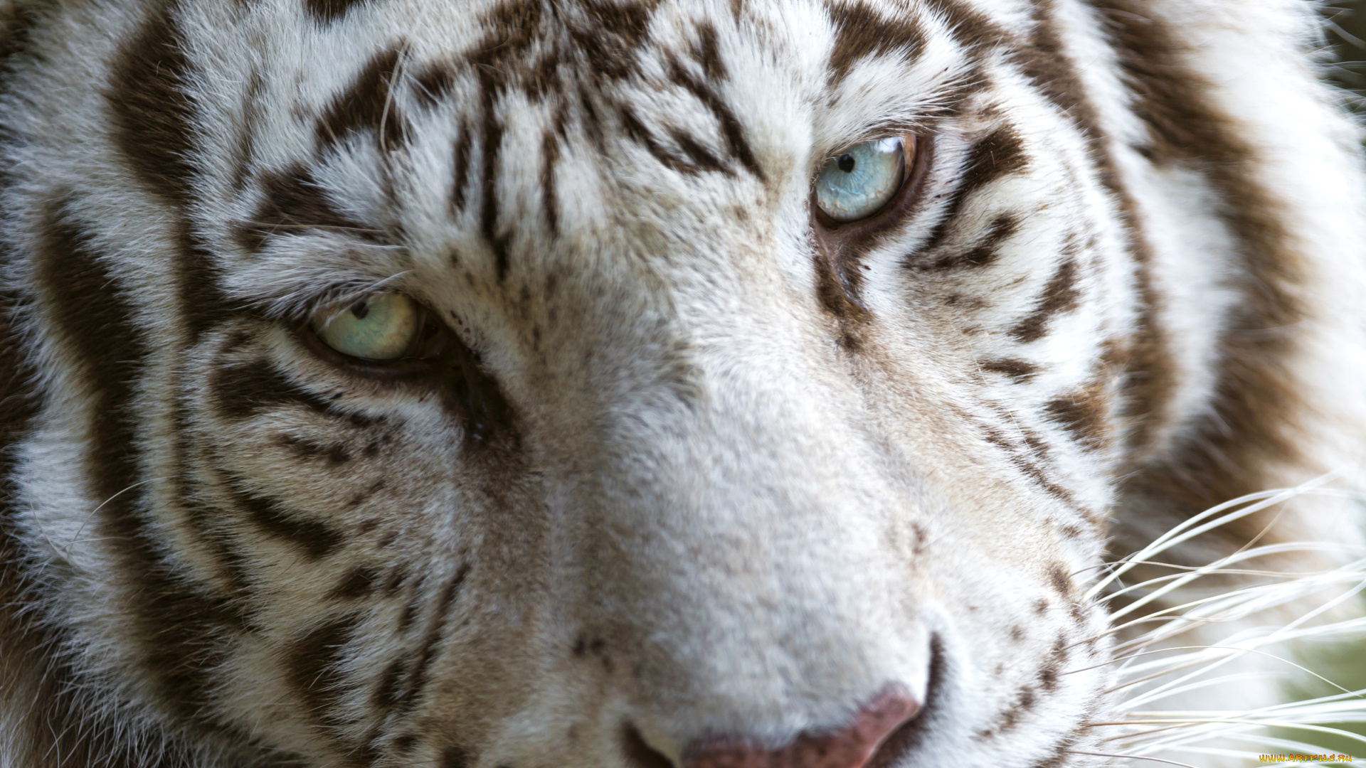 животные, тигры, морда, красавец, портрет