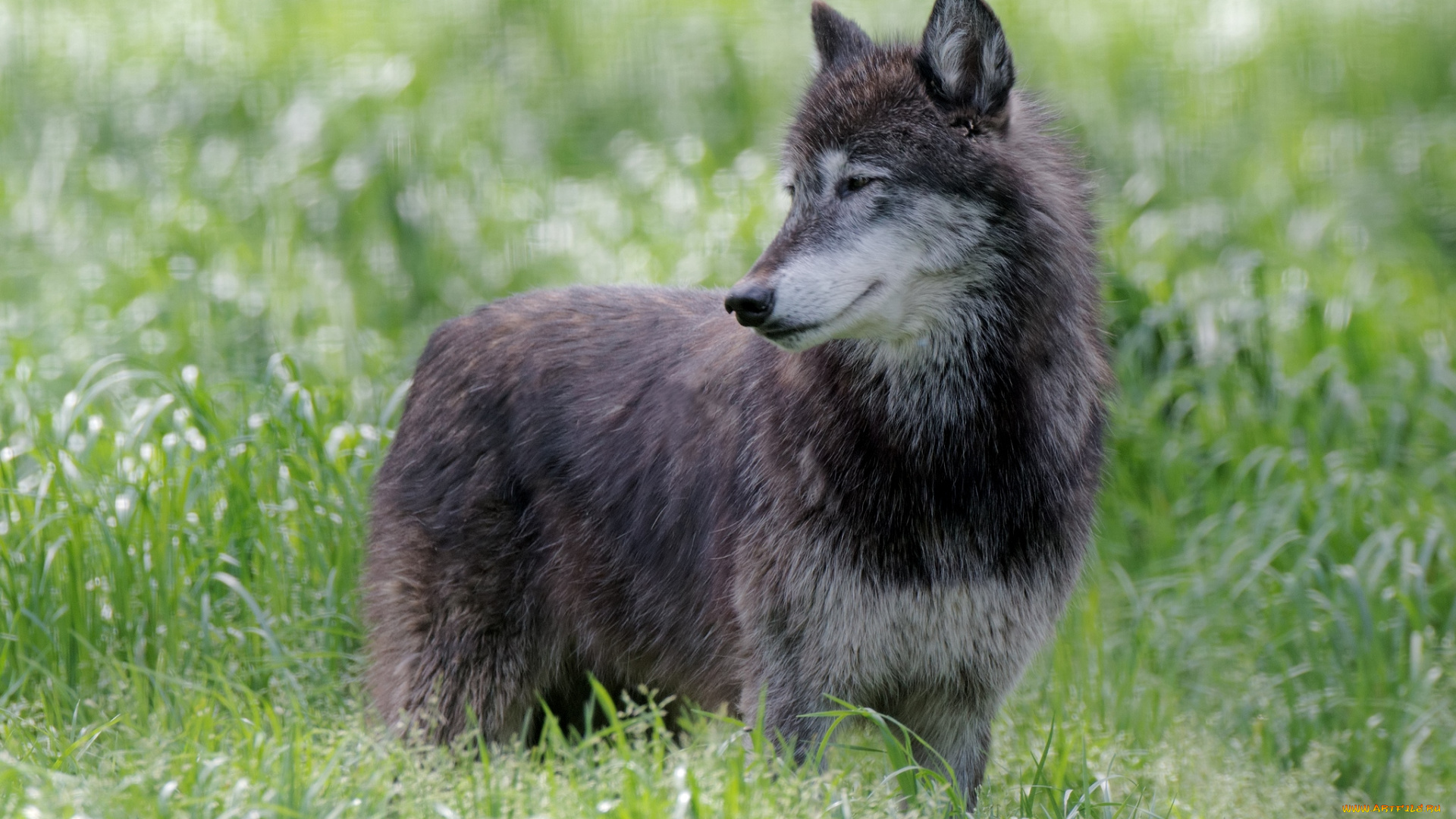 животные, волки, хищник
