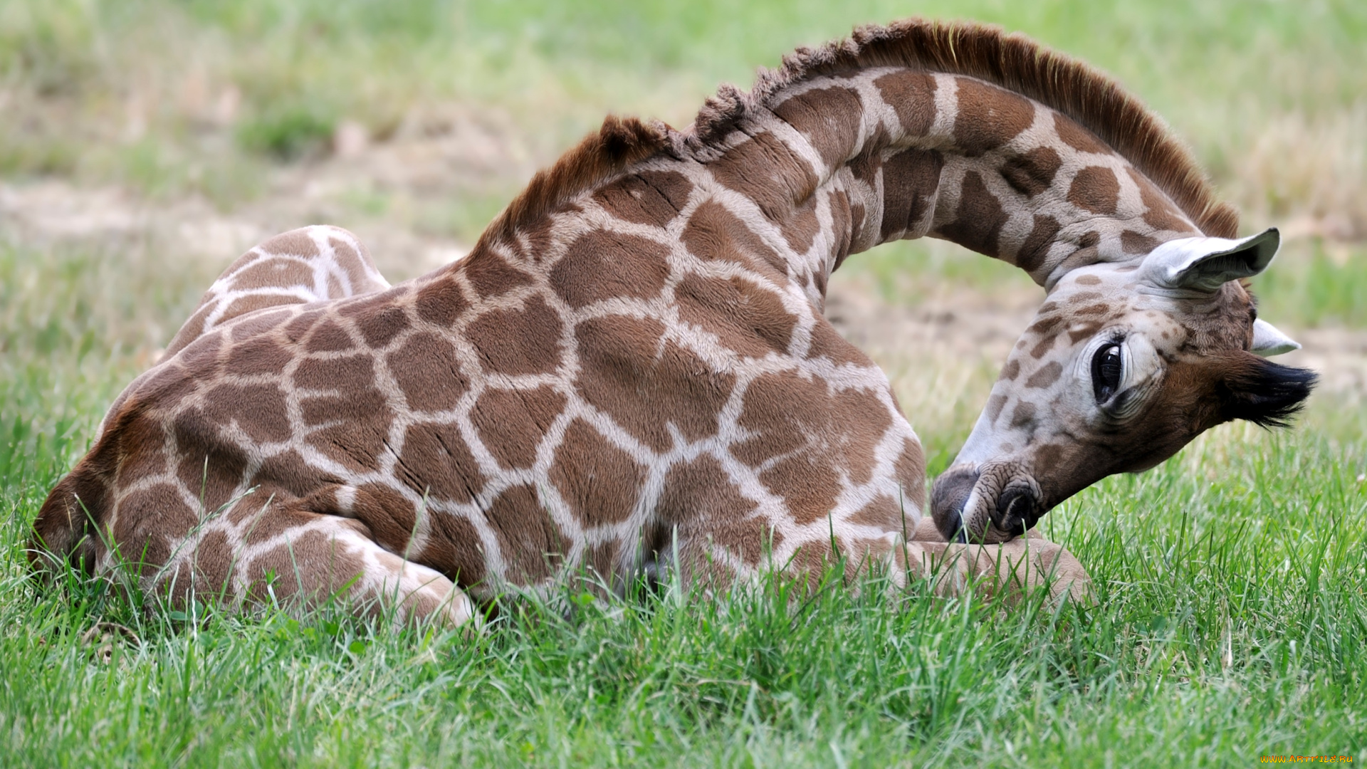 животные, жирафы, шея