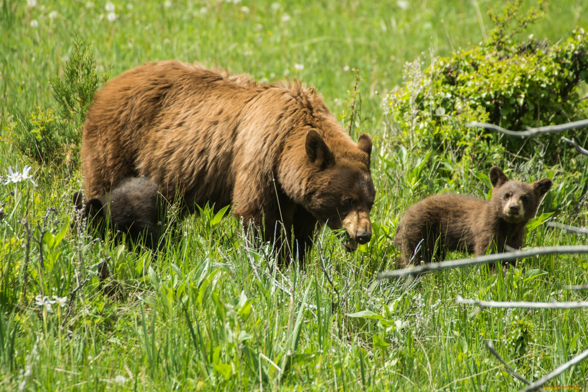 животные, медведи, медвежата, медведица