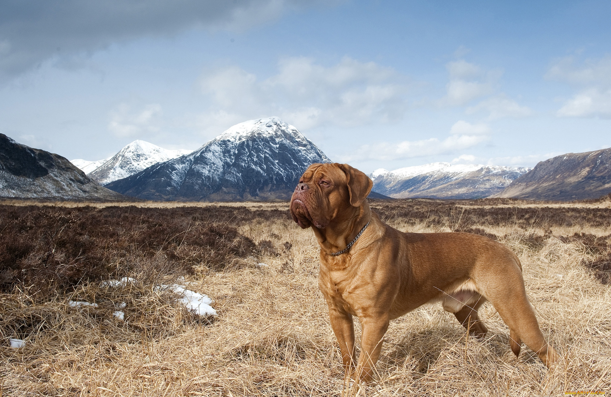 животные, собаки, бордоский, дог
