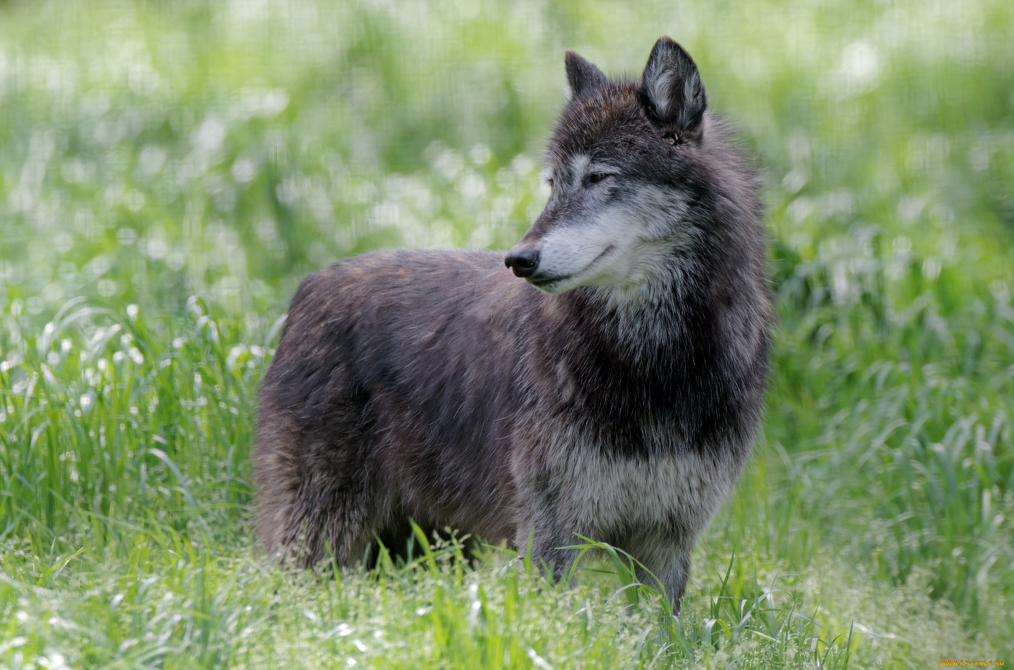животные, волки, хищник