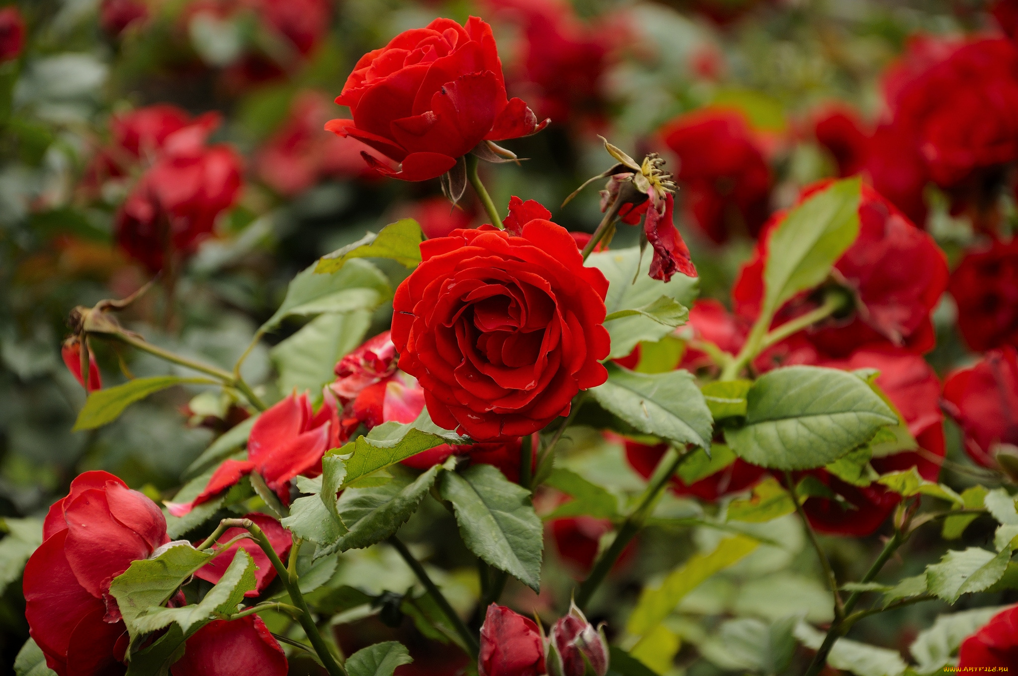 цветы, розы, красный