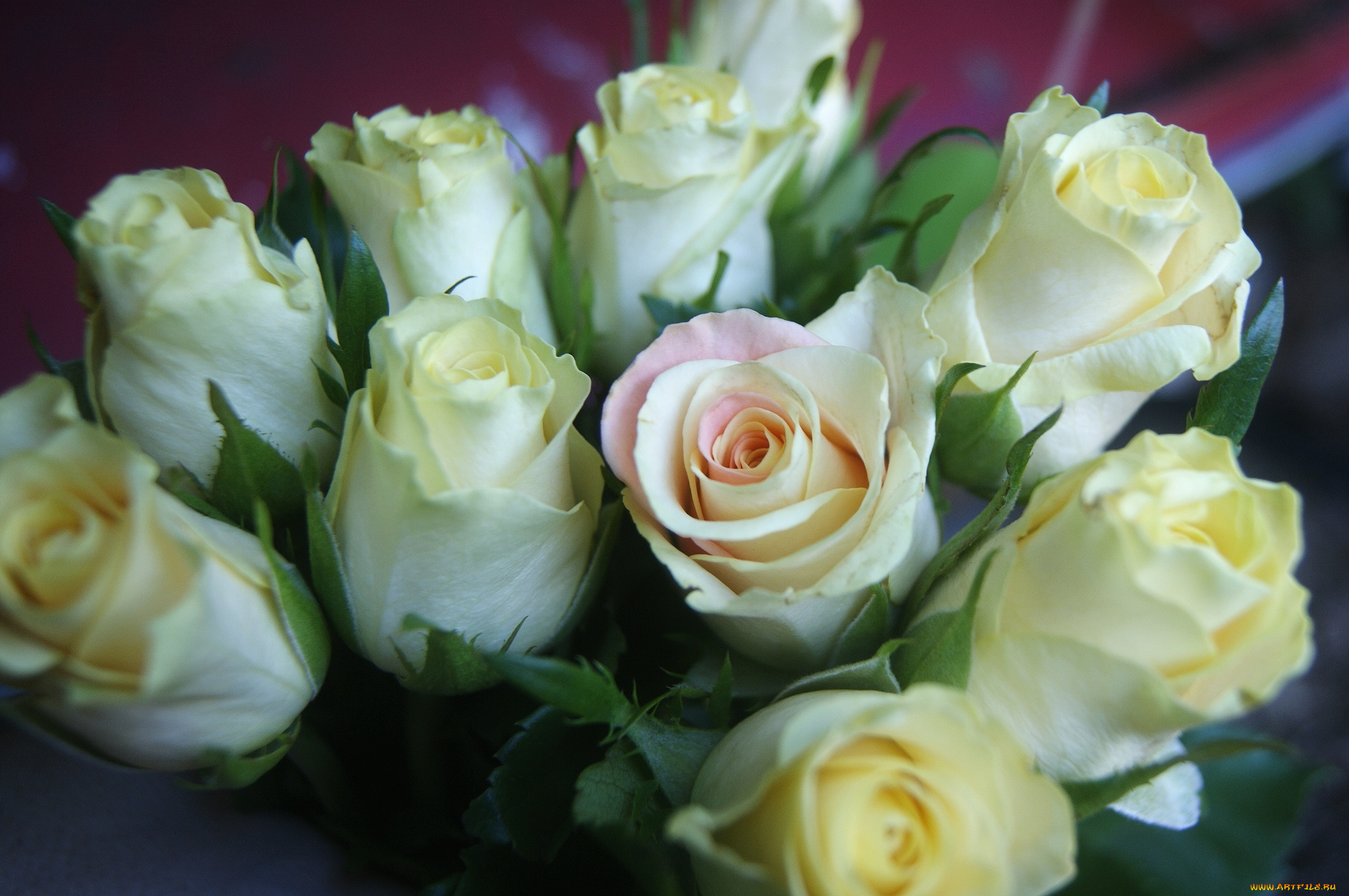 цветы, розы, букет
