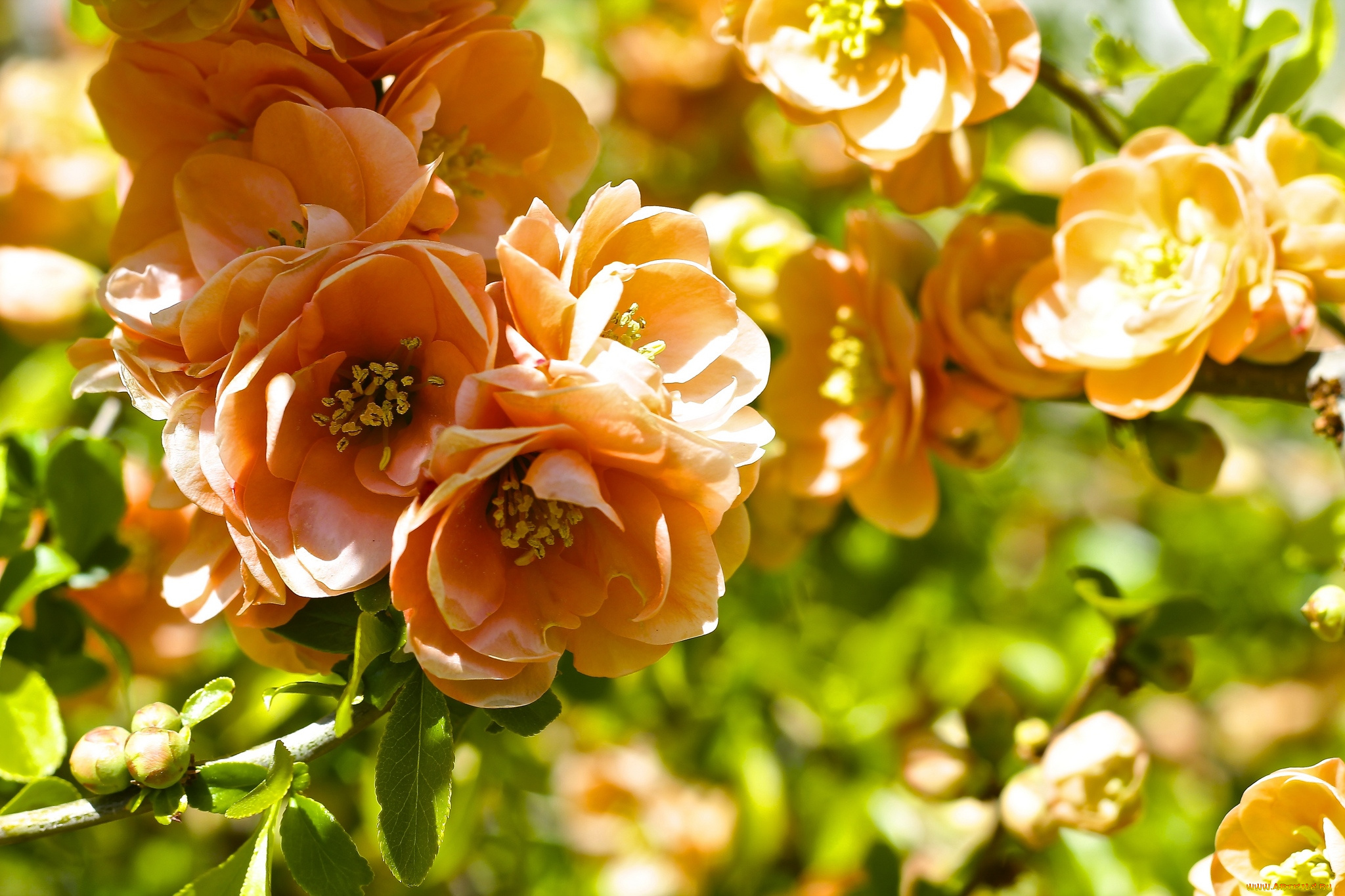 цветы, айва, цветение