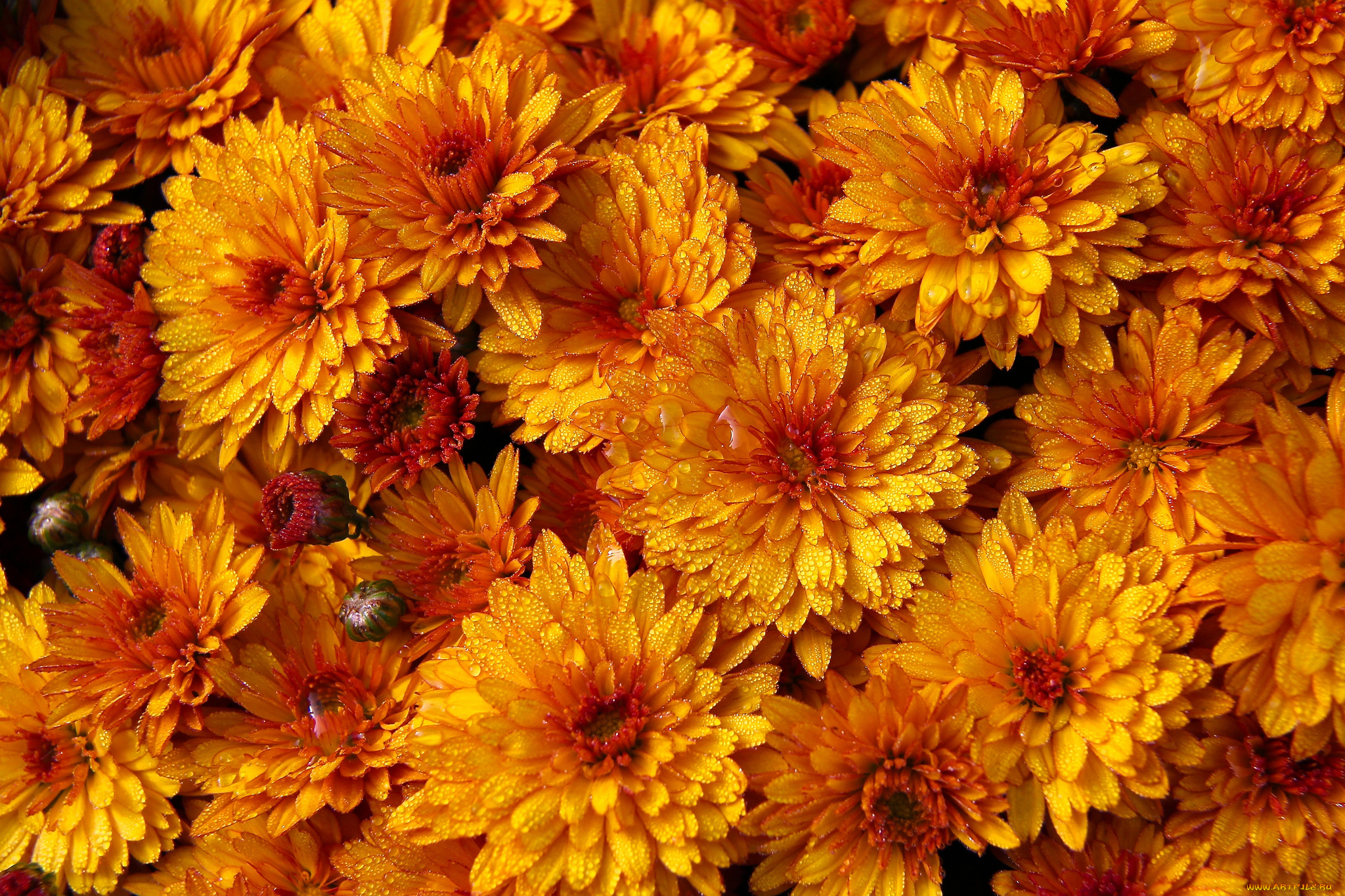 цветы, хризантемы, капли, макро