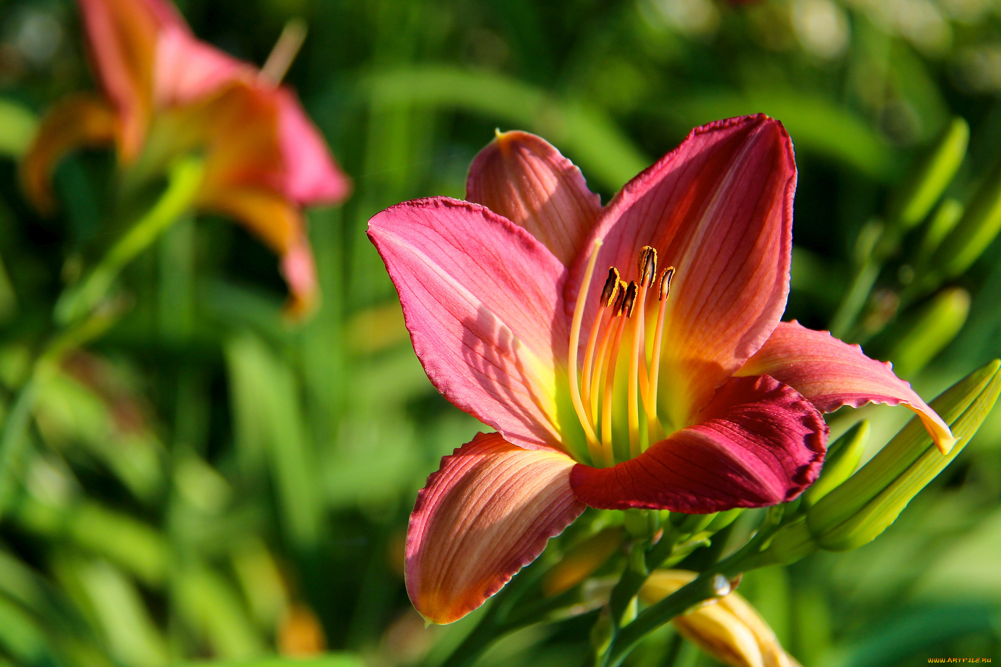 цветы, лилии, лилейники, макро