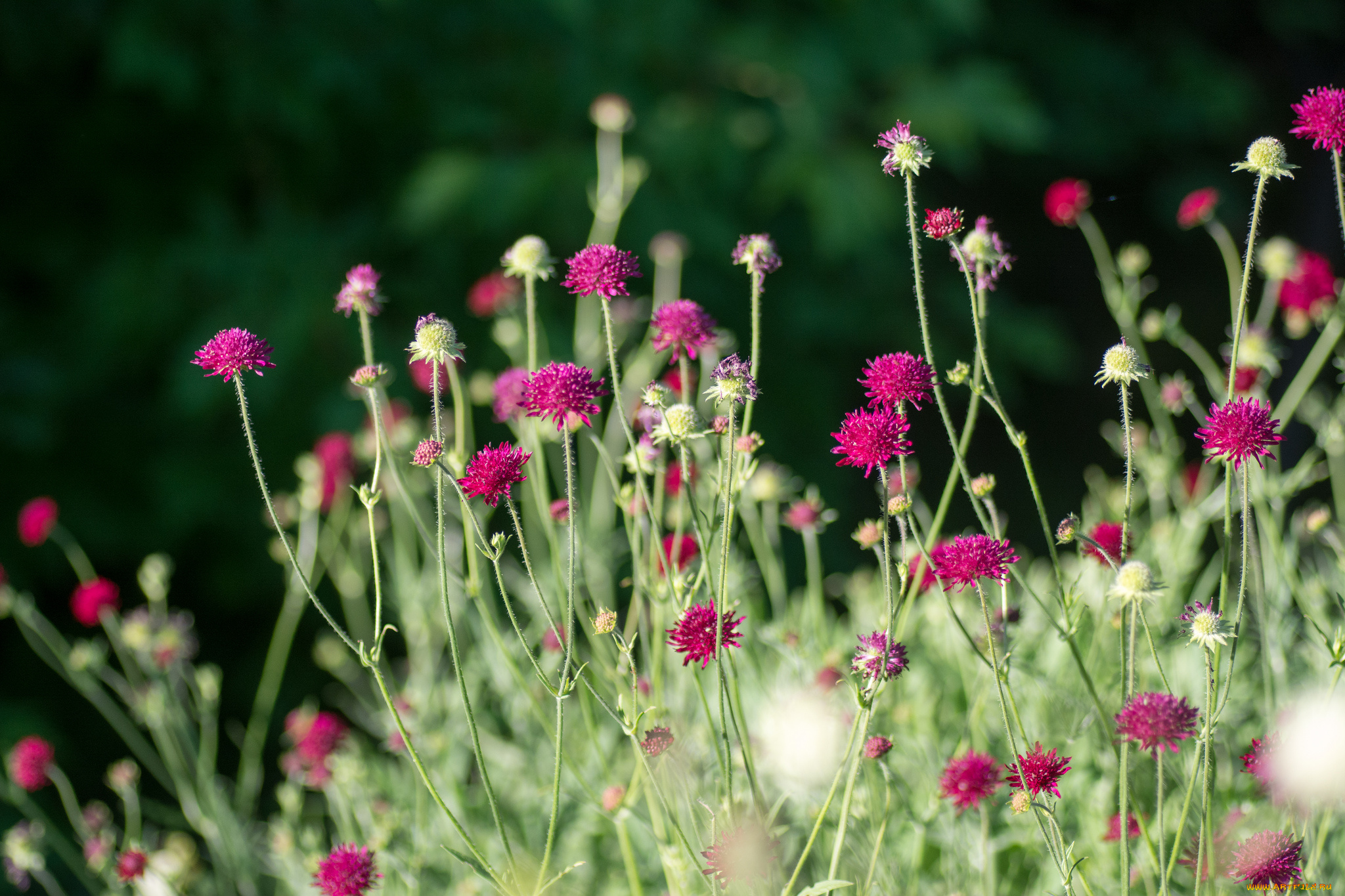 цветы, луговые, полевые, луг