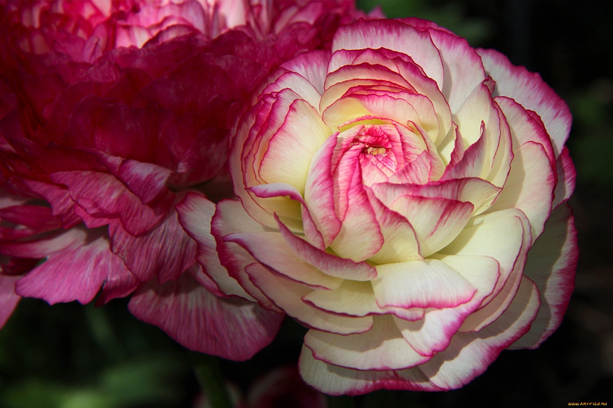 цветы, ранункулюс, азиатский, лютик, макро