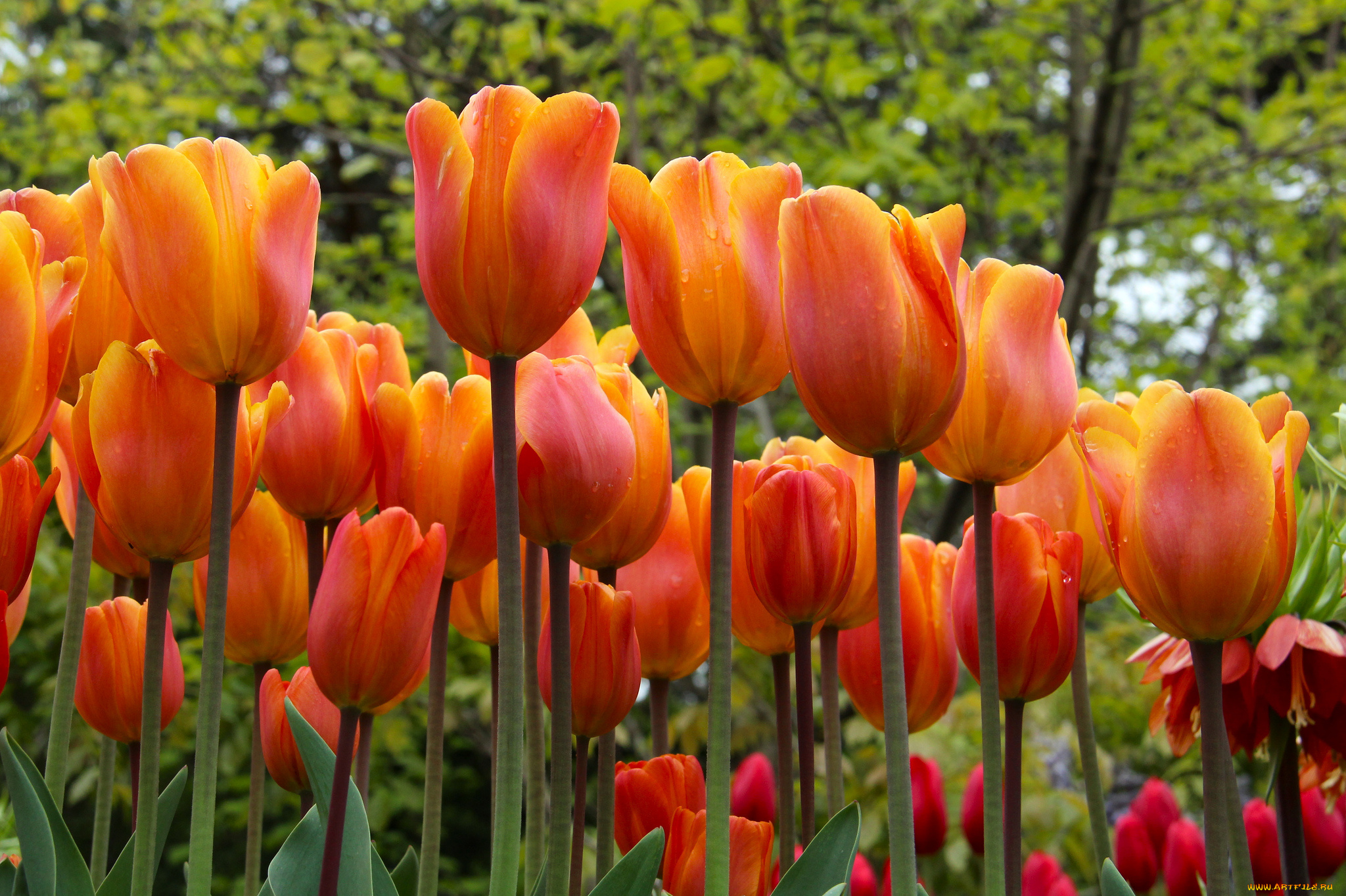 цветы, тюльпаны, бутоны