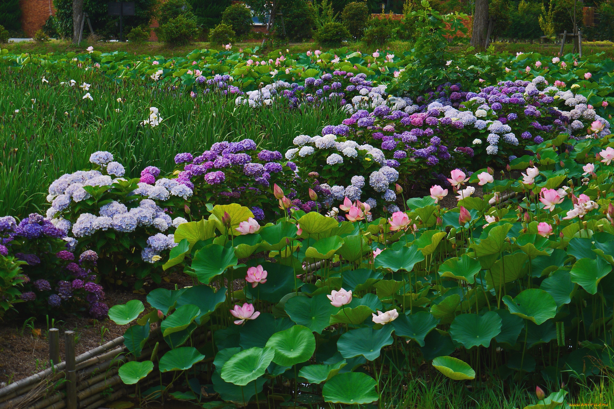 цветы, разные, вместе, лотосы, гортензия, ирисы