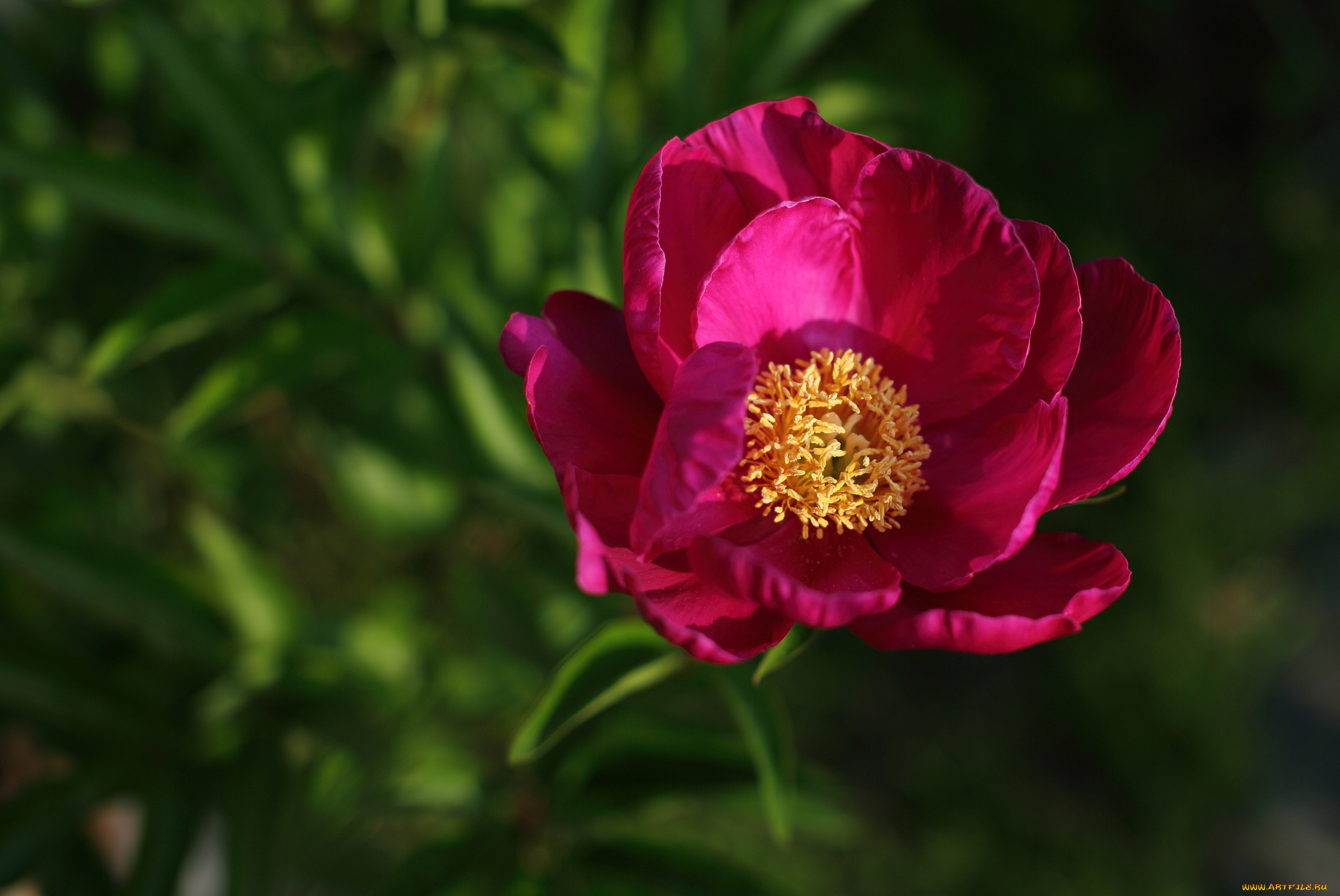 цветы, пионы, макро