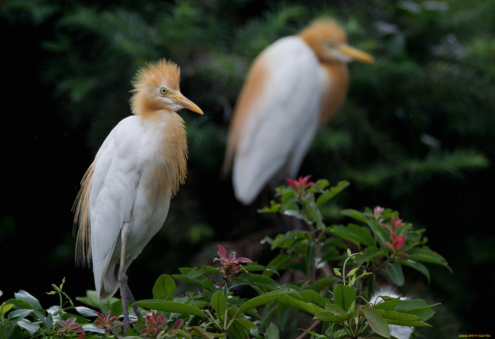 животные, цапли, хохолок