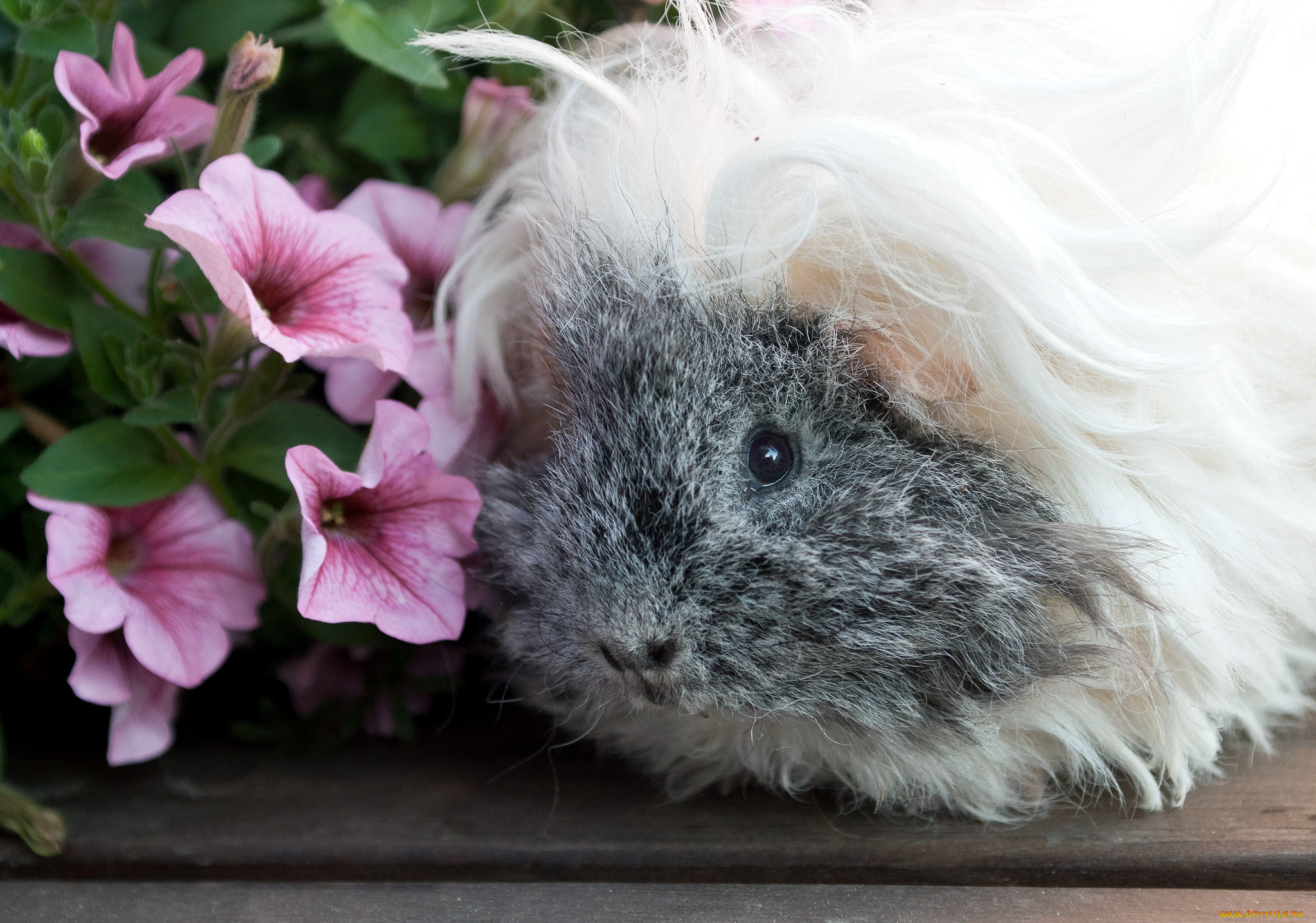 животные, морские, свинки, хомяки, морская, свинка, лохматый