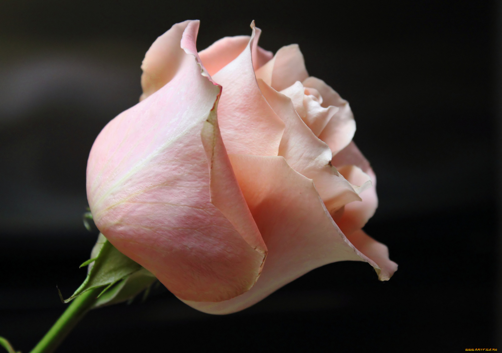 цветы, розы, бутон, макро