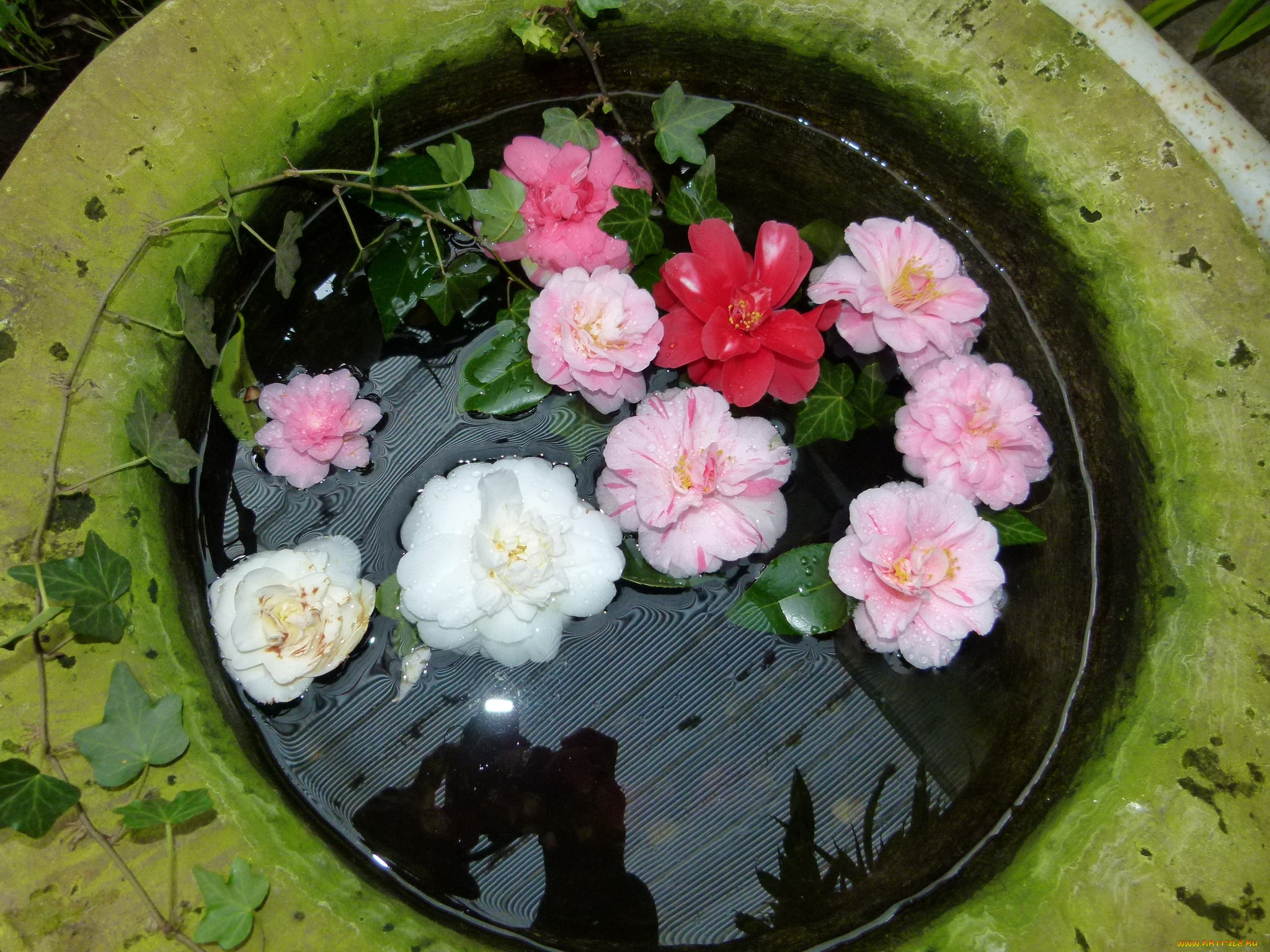 цветы, камелии, камелия, композиция