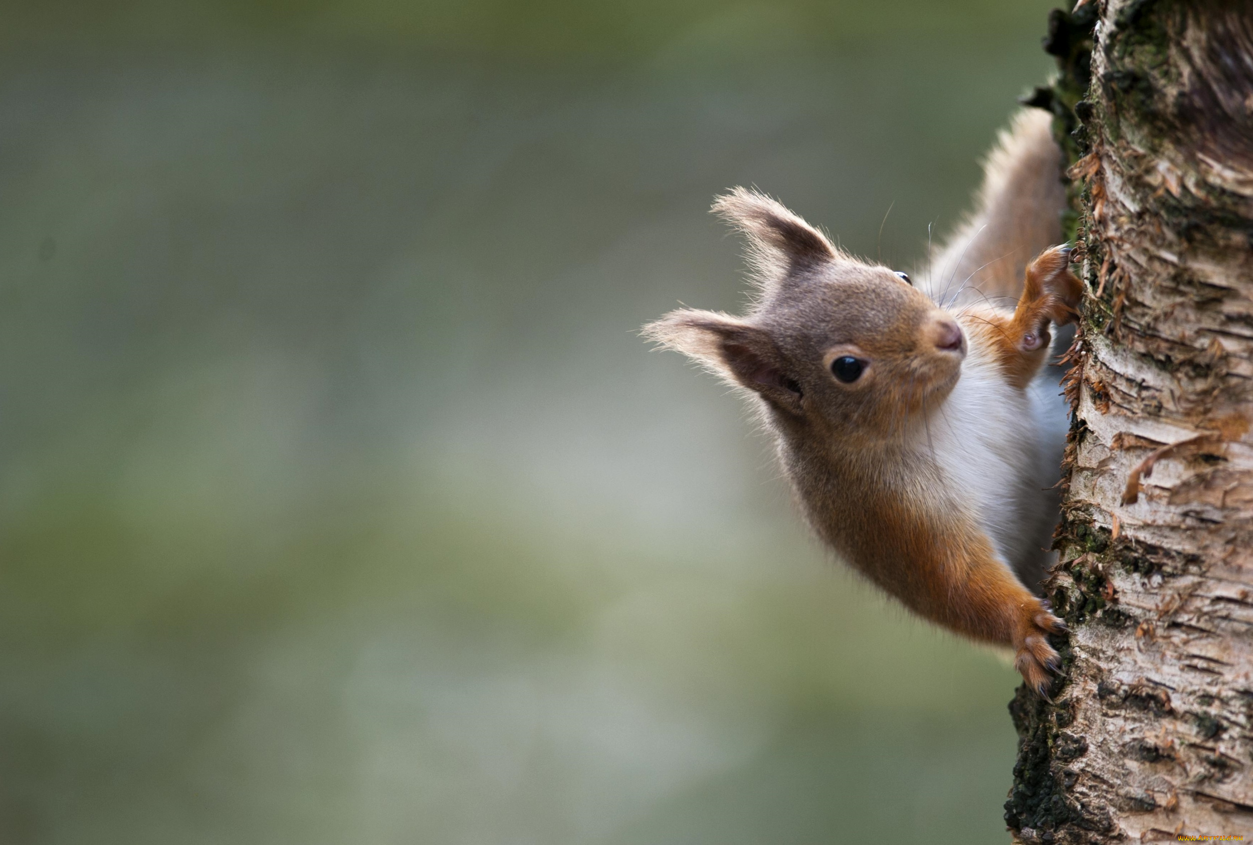 животные, белки, ствол, зверек