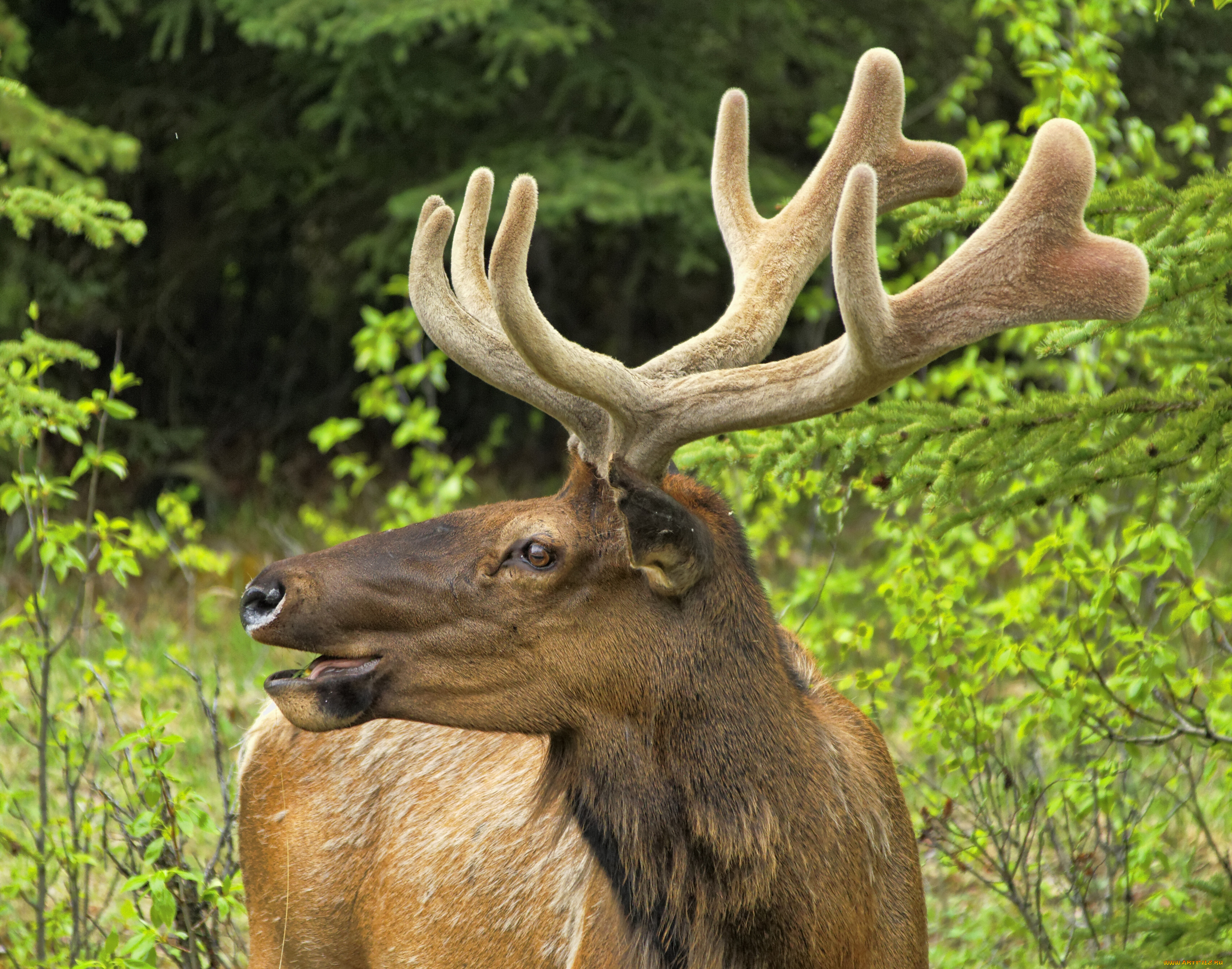 животные, олени, рога