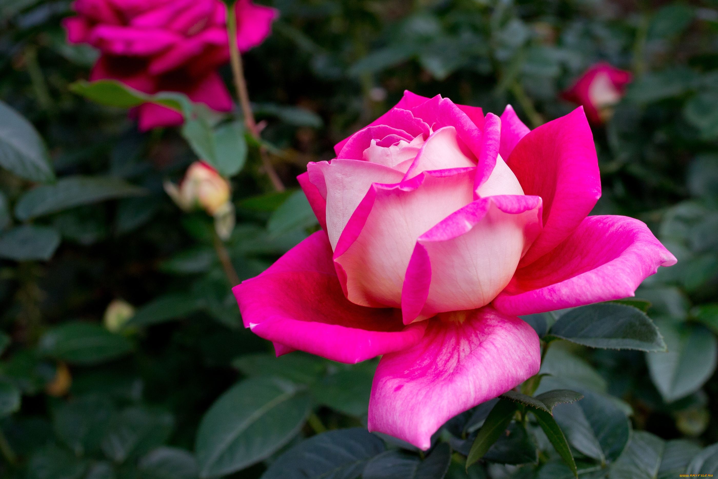 цветы, розы, яркий, красавица