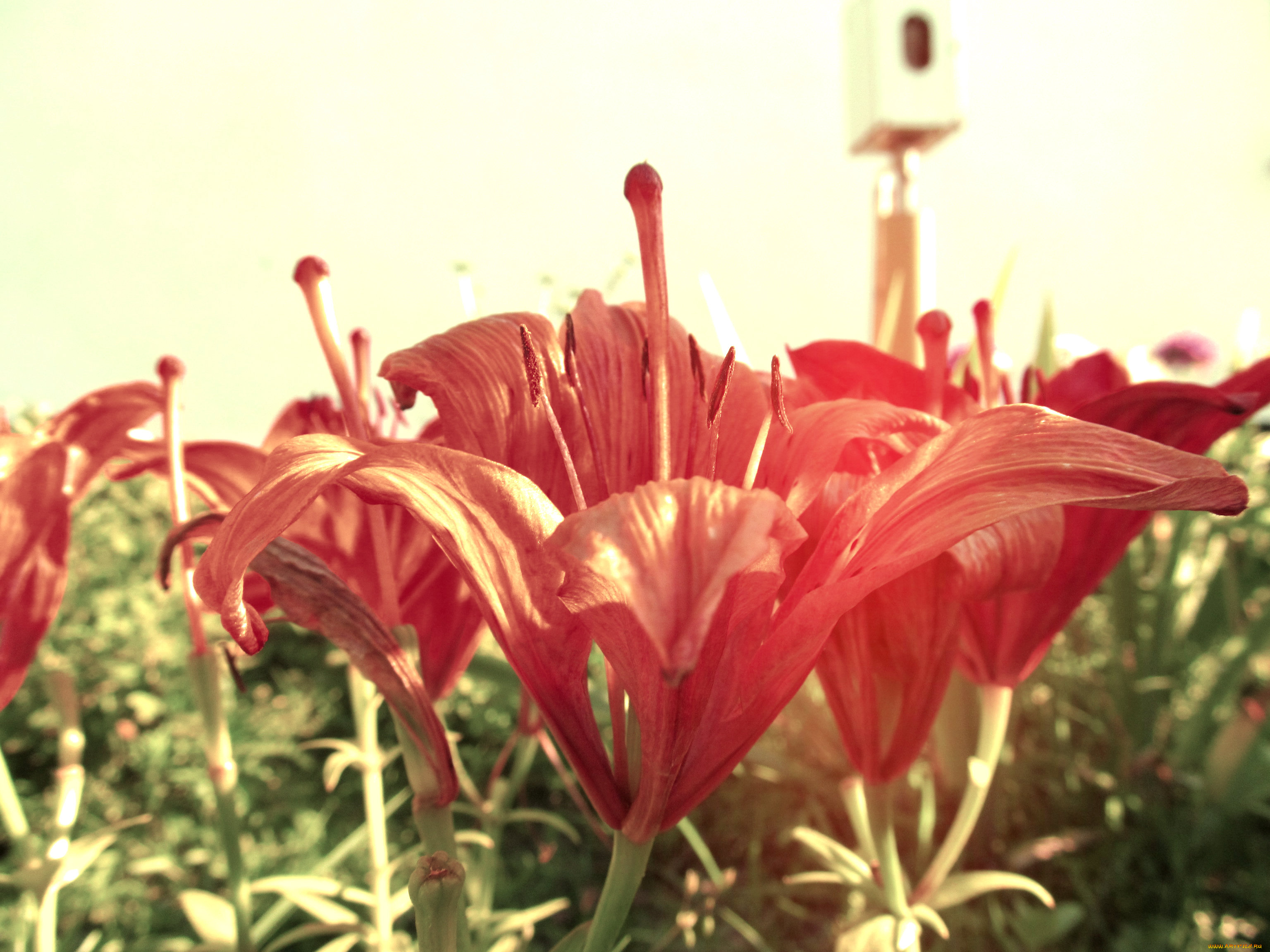 цветы, лилии, лилейники