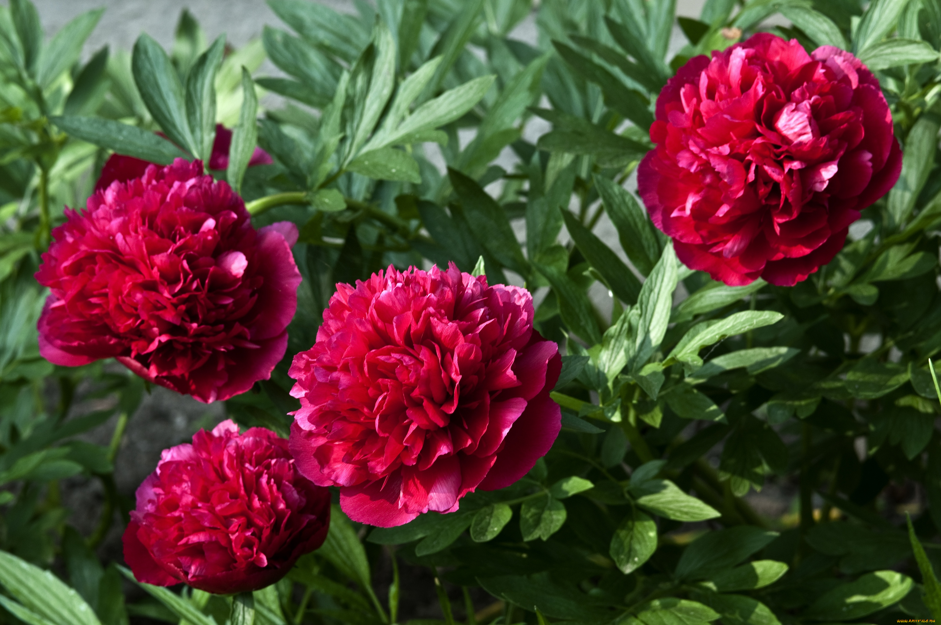 цветы, пионы, красный