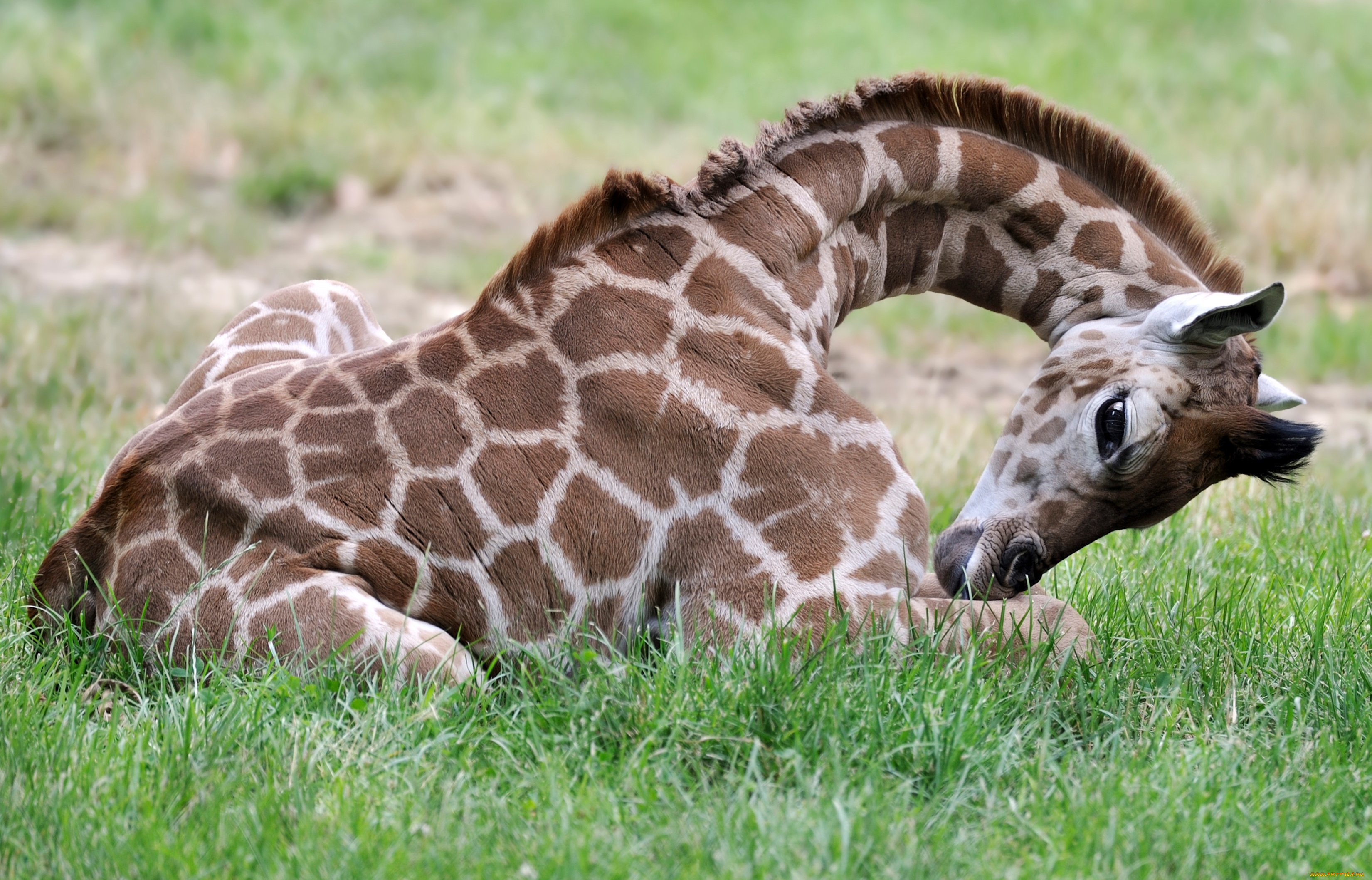 животные, жирафы, шея