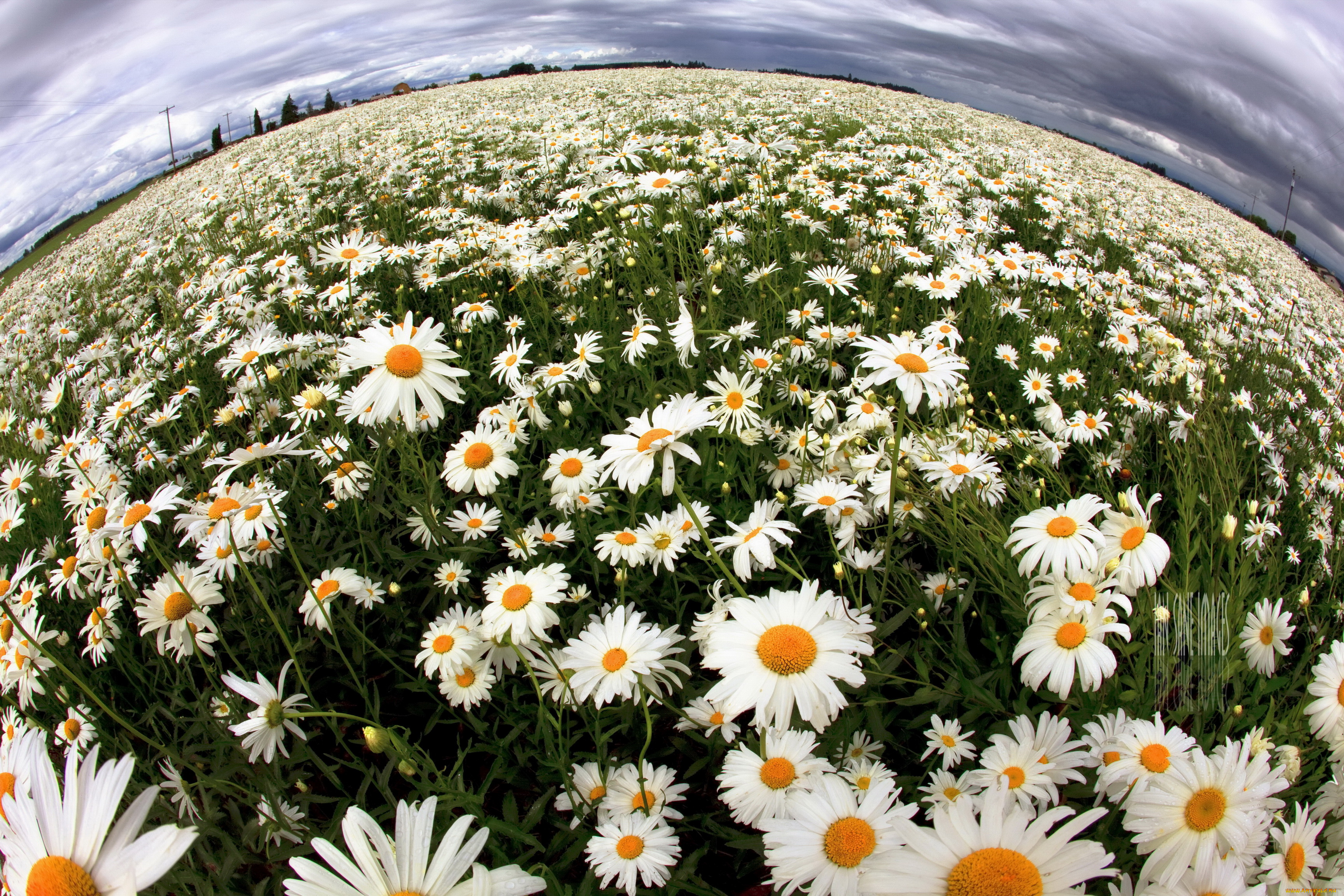 цветы, ромашки