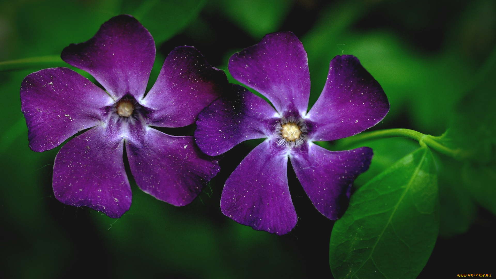 цветы, барвинок, фиолетовый