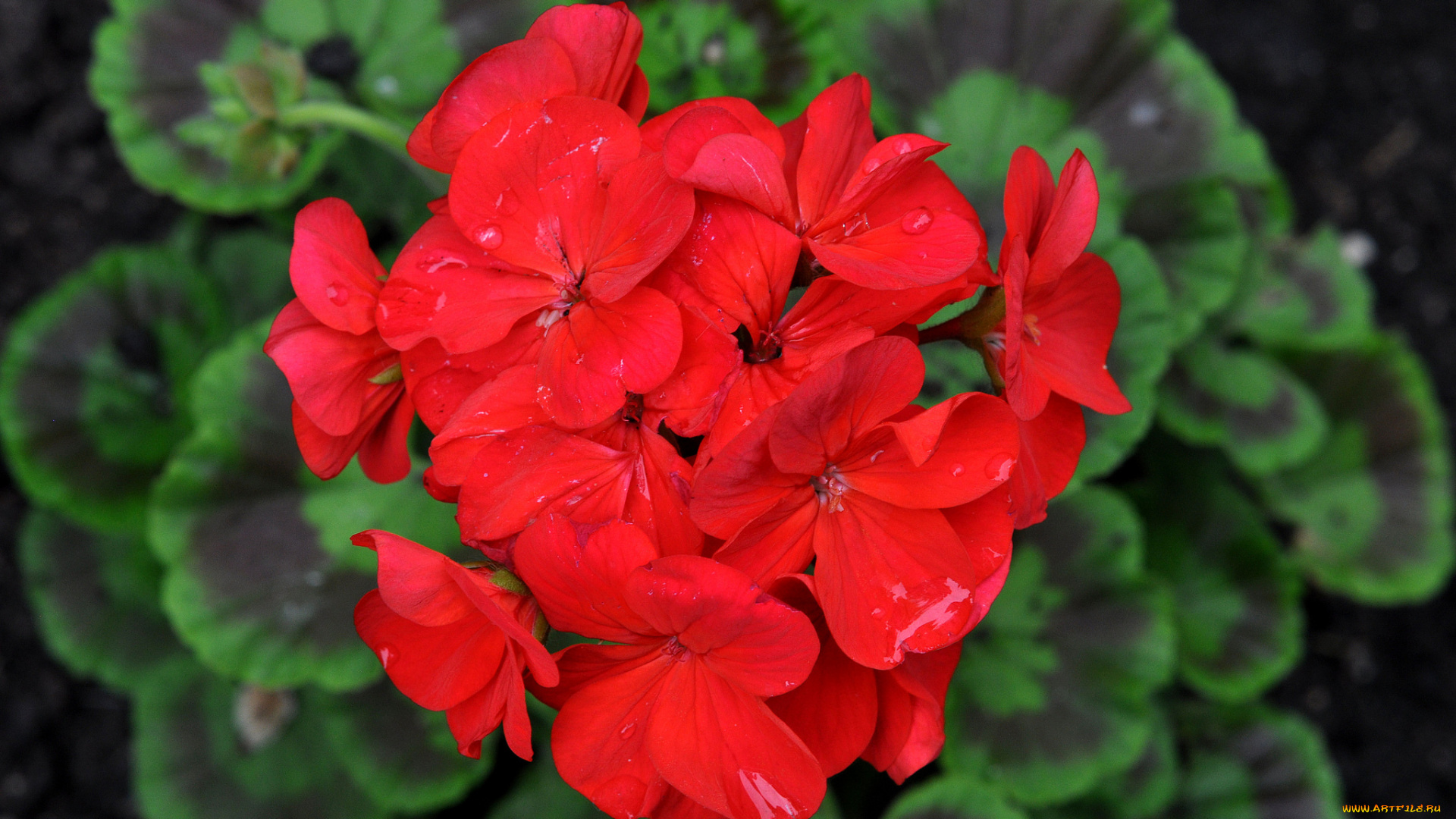 цветы, герань, красный