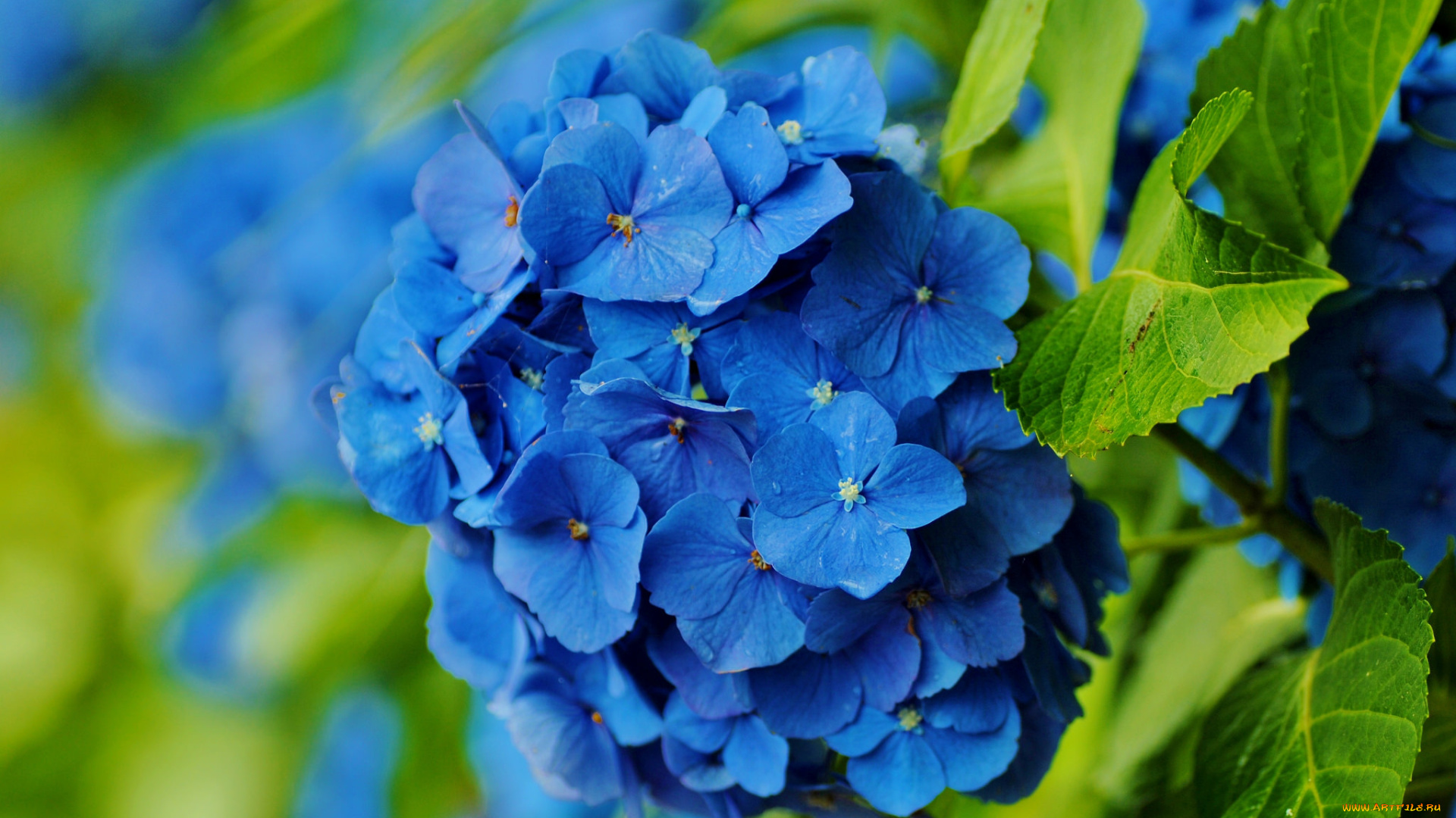 цветы, гортензия, синий
