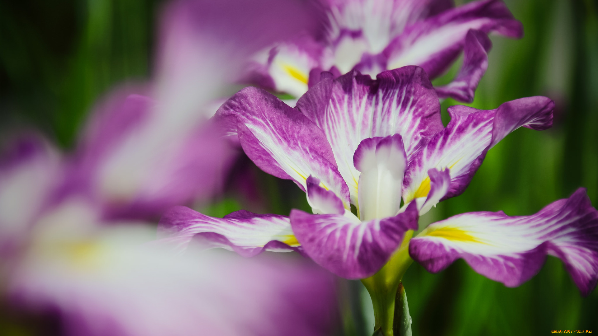 цветы, ирисы, цветок, ирис, капельки, росинки