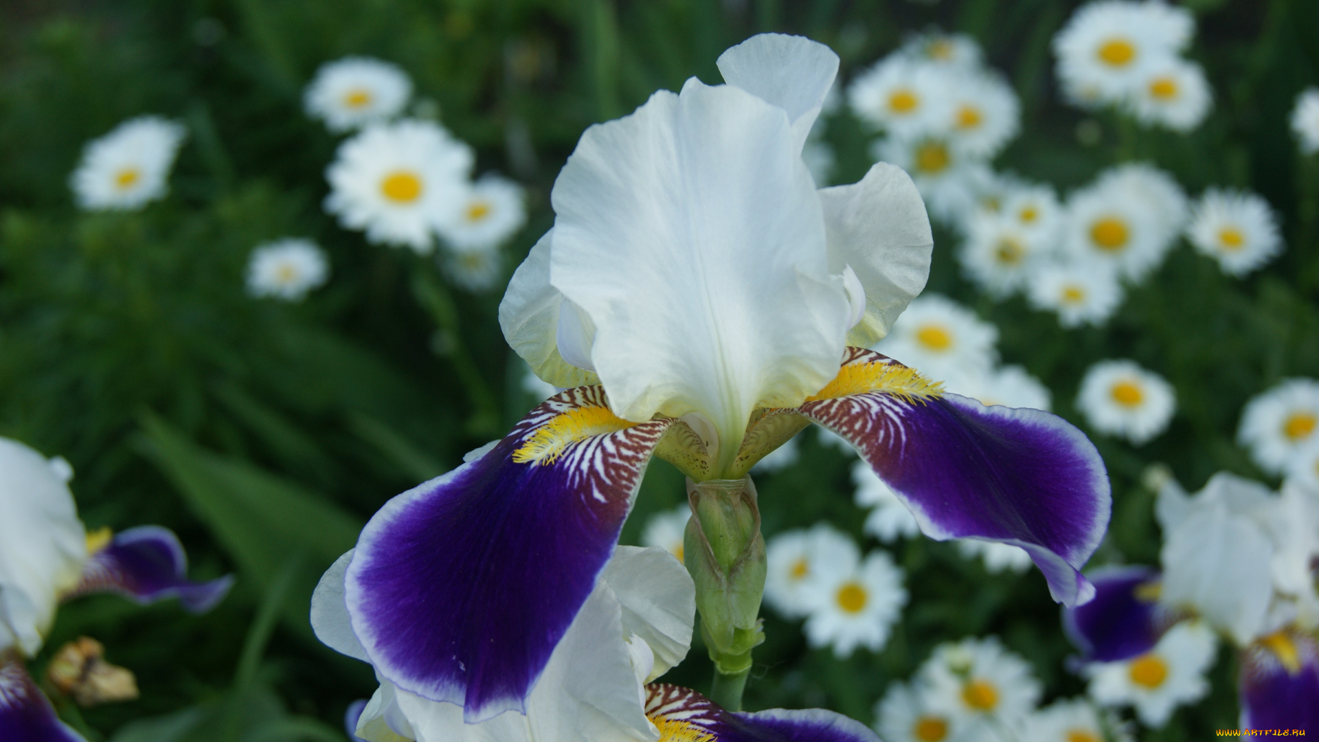 цветы, ирисы, ирис, ромашки, зеленый, фон