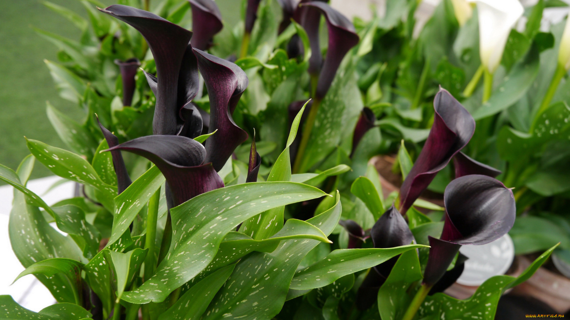 цветы, каллы, куст