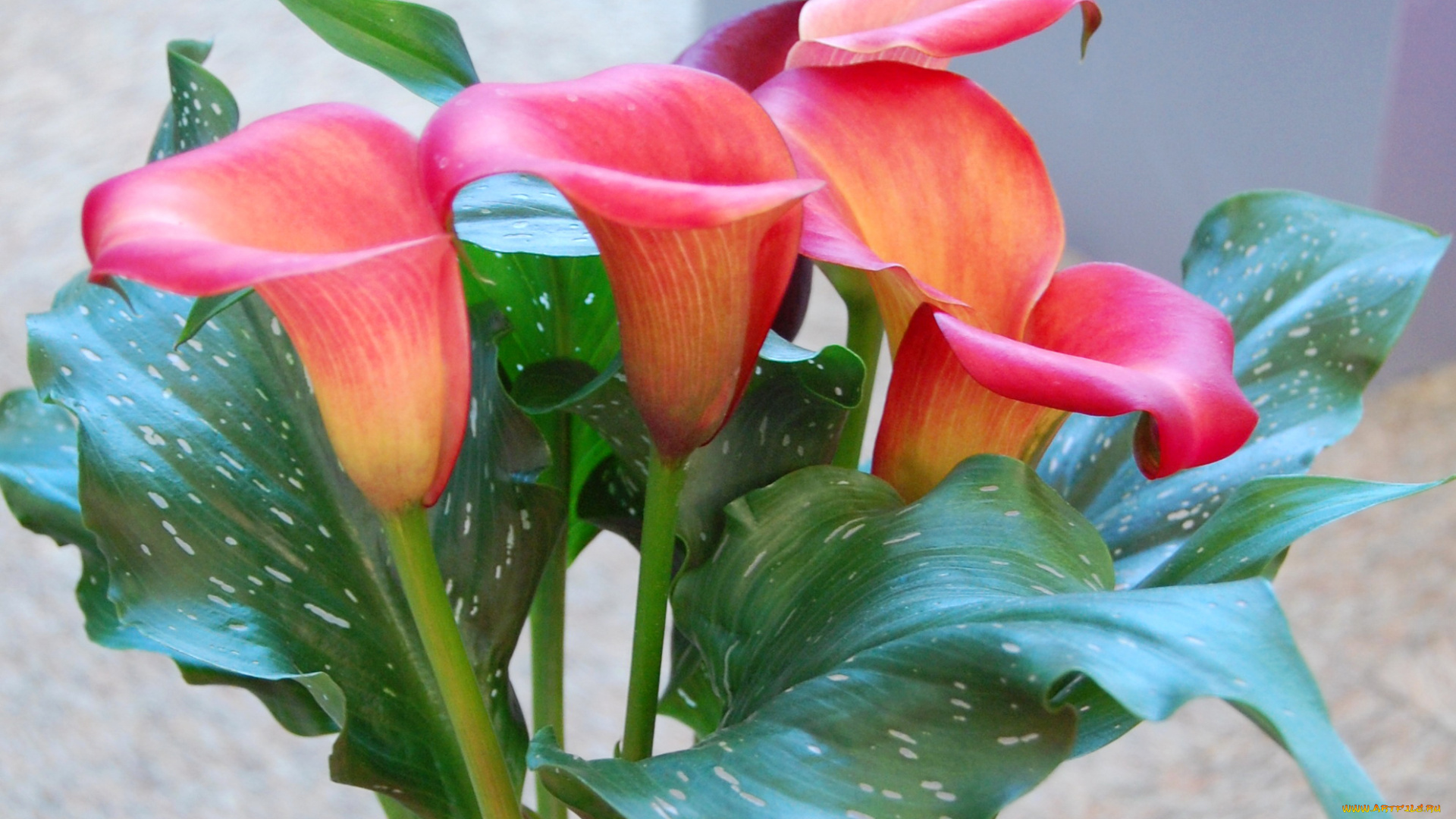 цветы, каллы, розовые