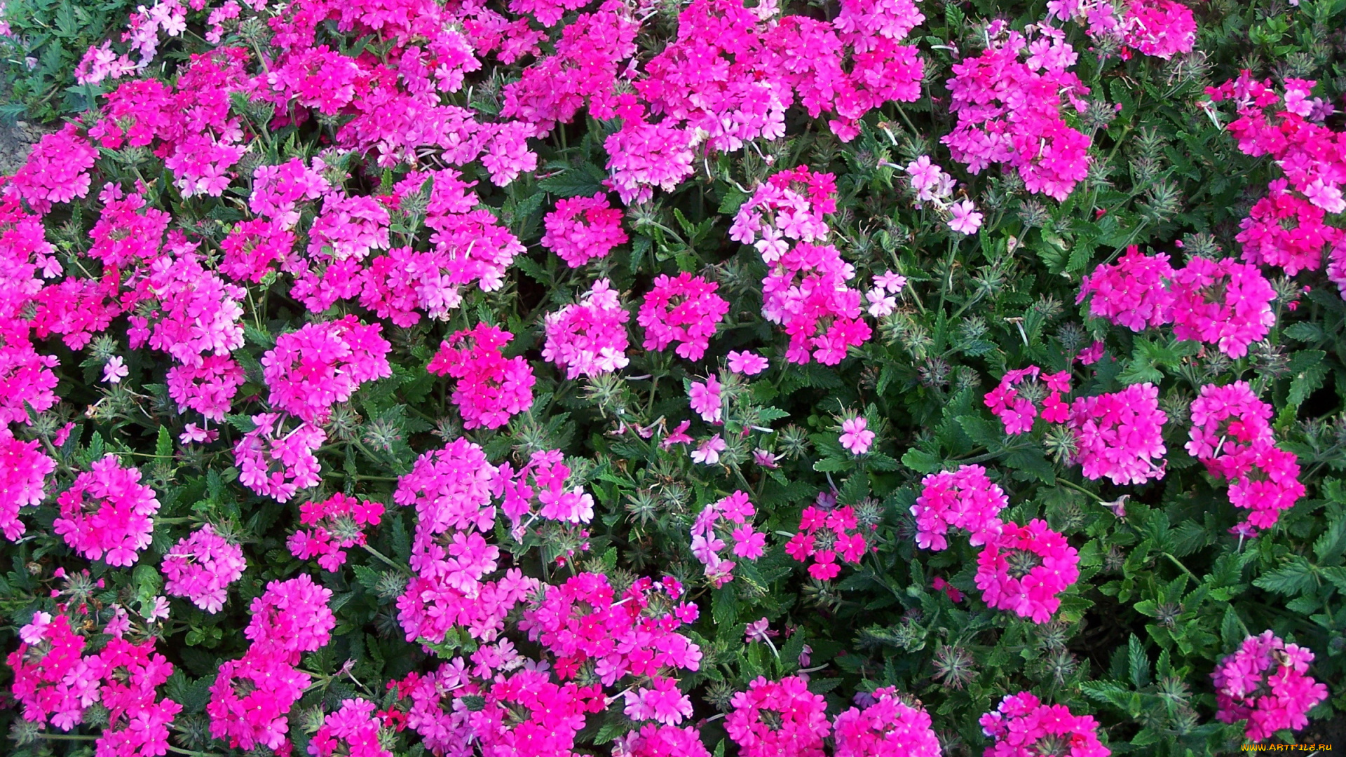 цветы, лантана, , вербена, вербена, много, розовая