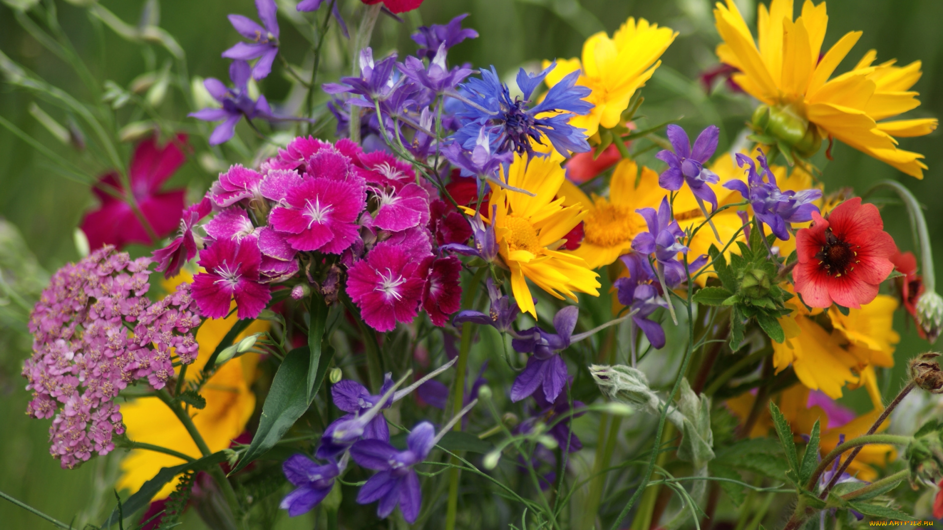 цветы, луговые, , полевые, , цветы, лето