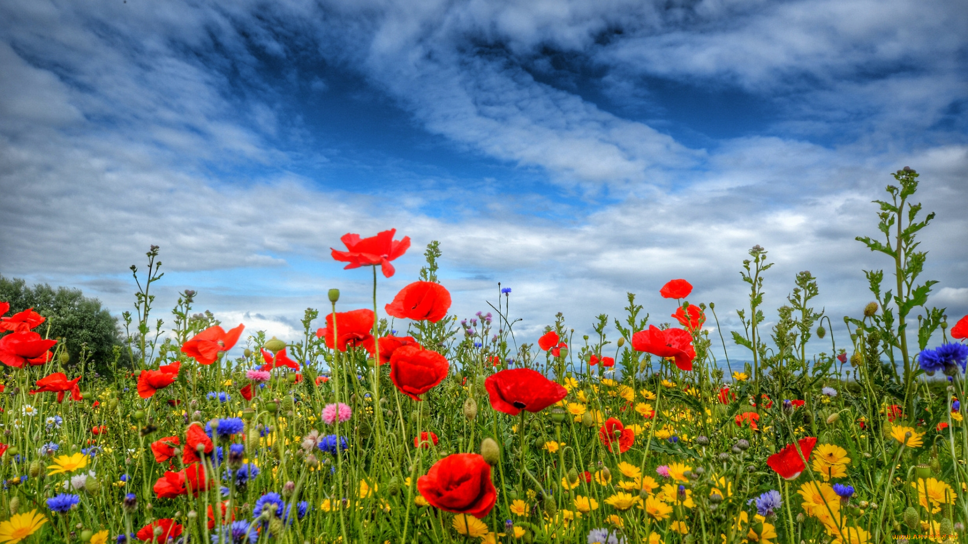 цветы, луговые, , полевые, , цветы, луг