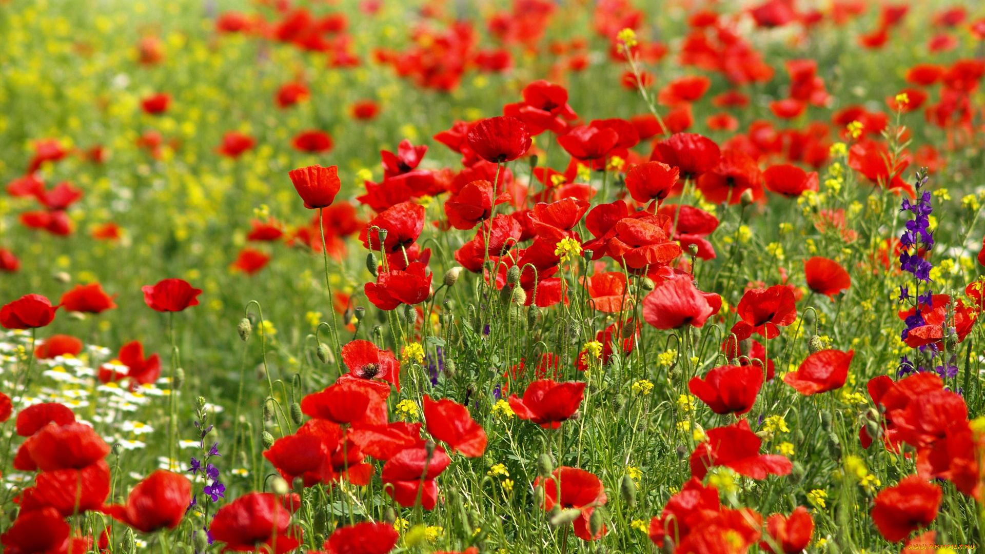 цветы, луговые, , полевые, , цветы, поле, облака, небо, цветочки, ромашки, природа, маки