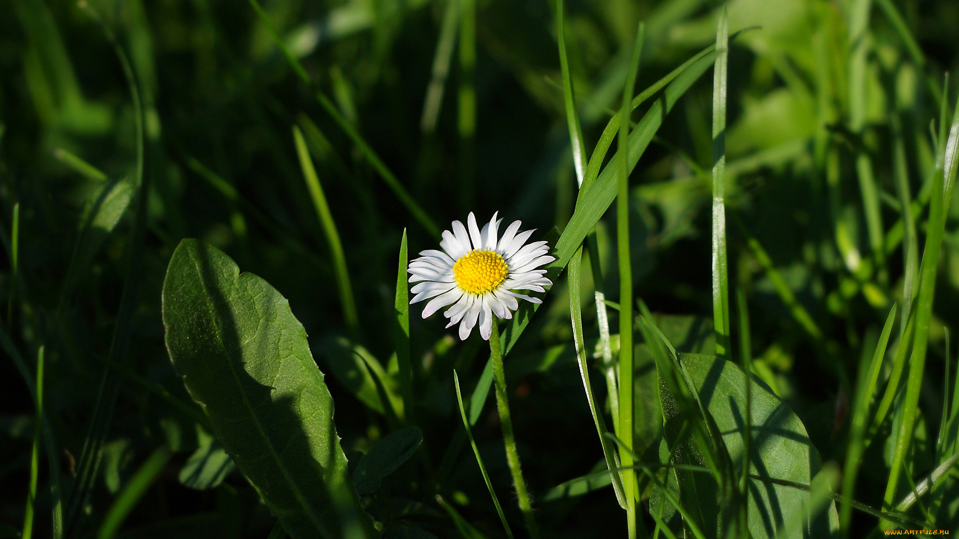 цветы, маргаритки, лепестки